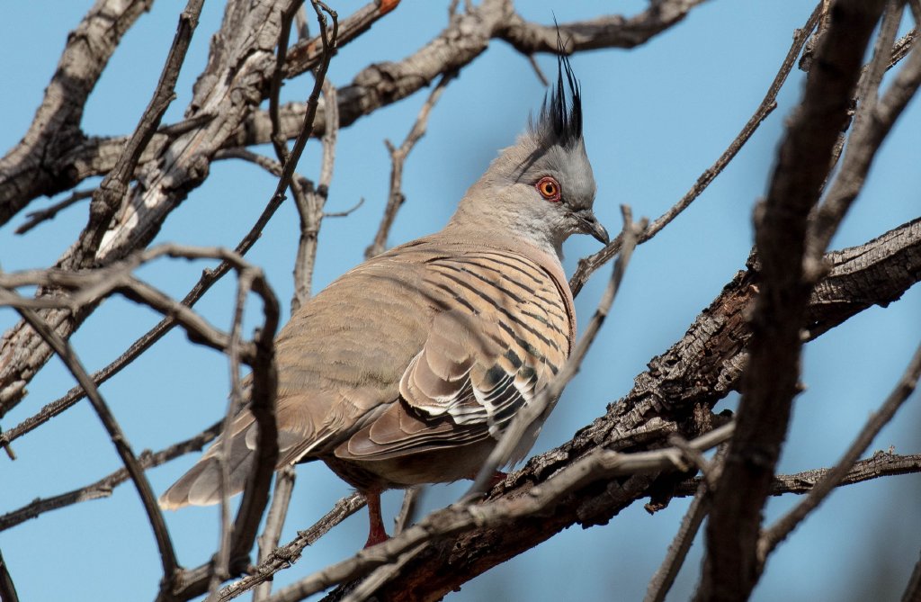 Crested Pigeon