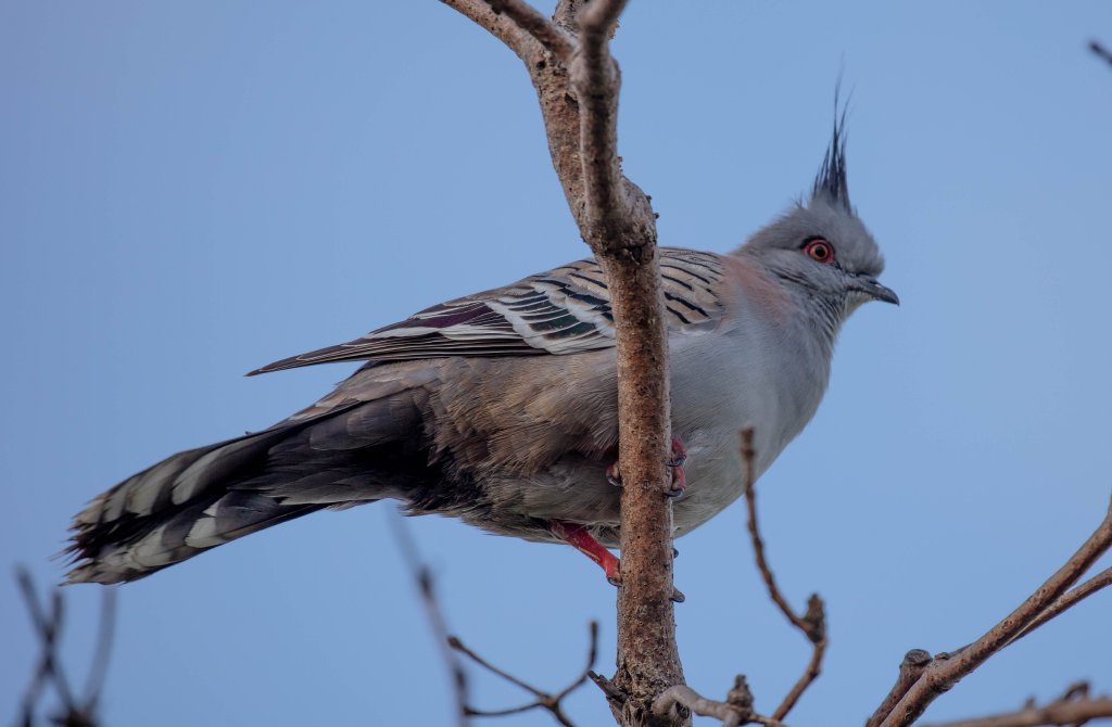 Crested Pigeon
