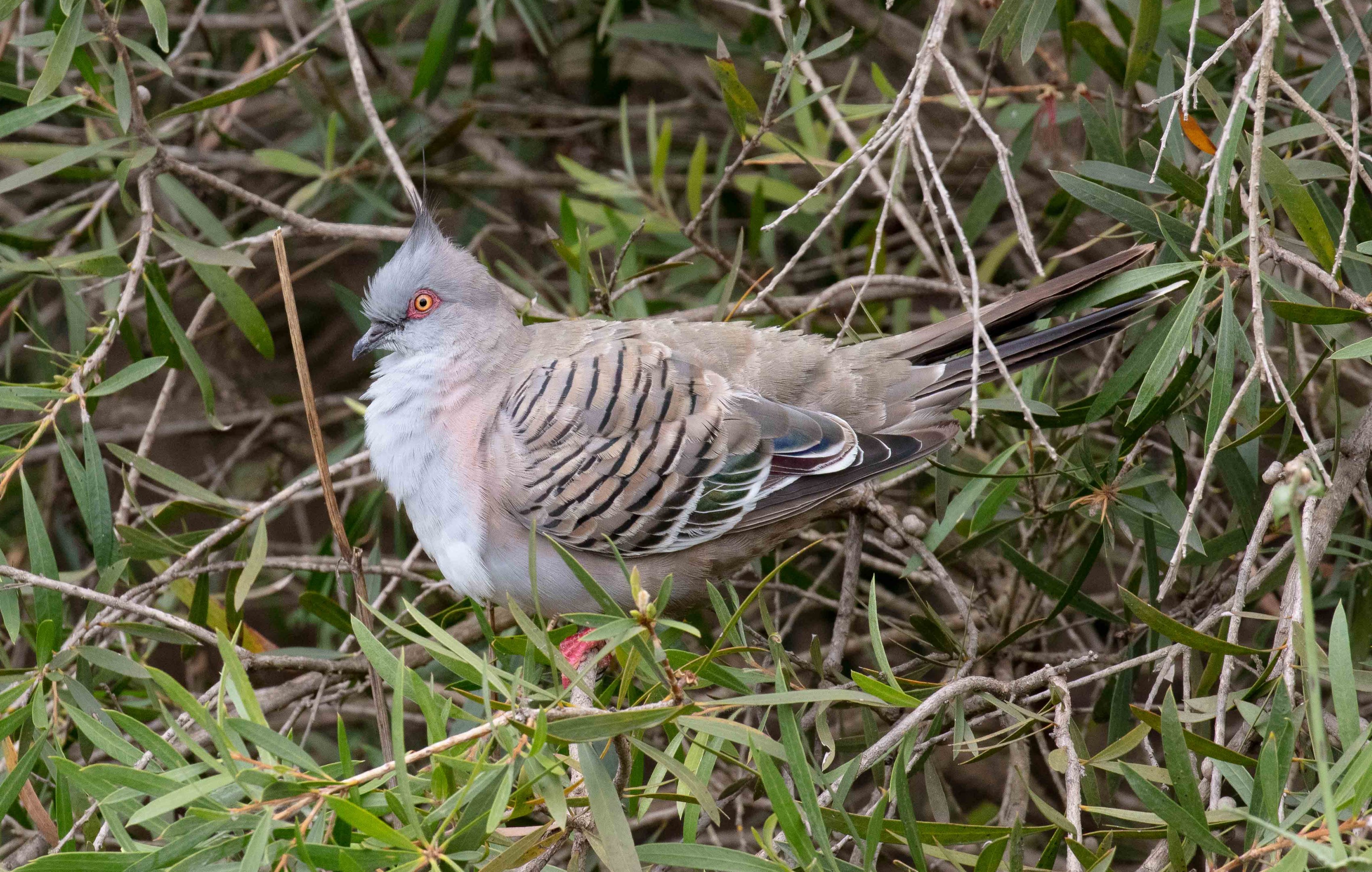 Crested Pigeon