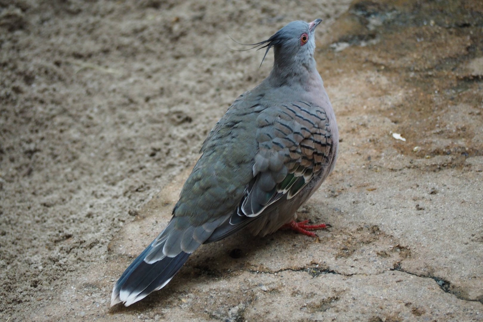 Crested pigeon