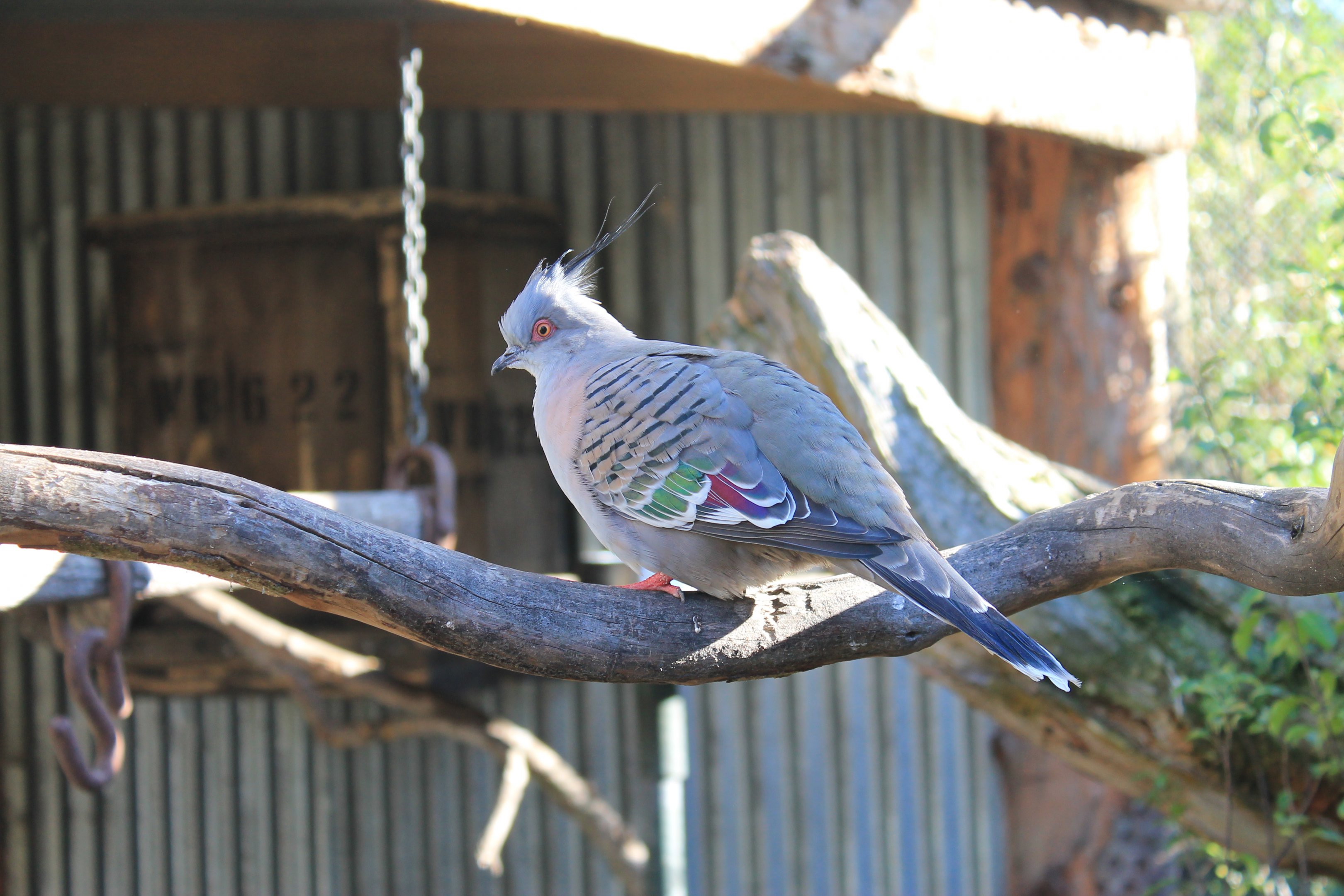 Crested Pigeon