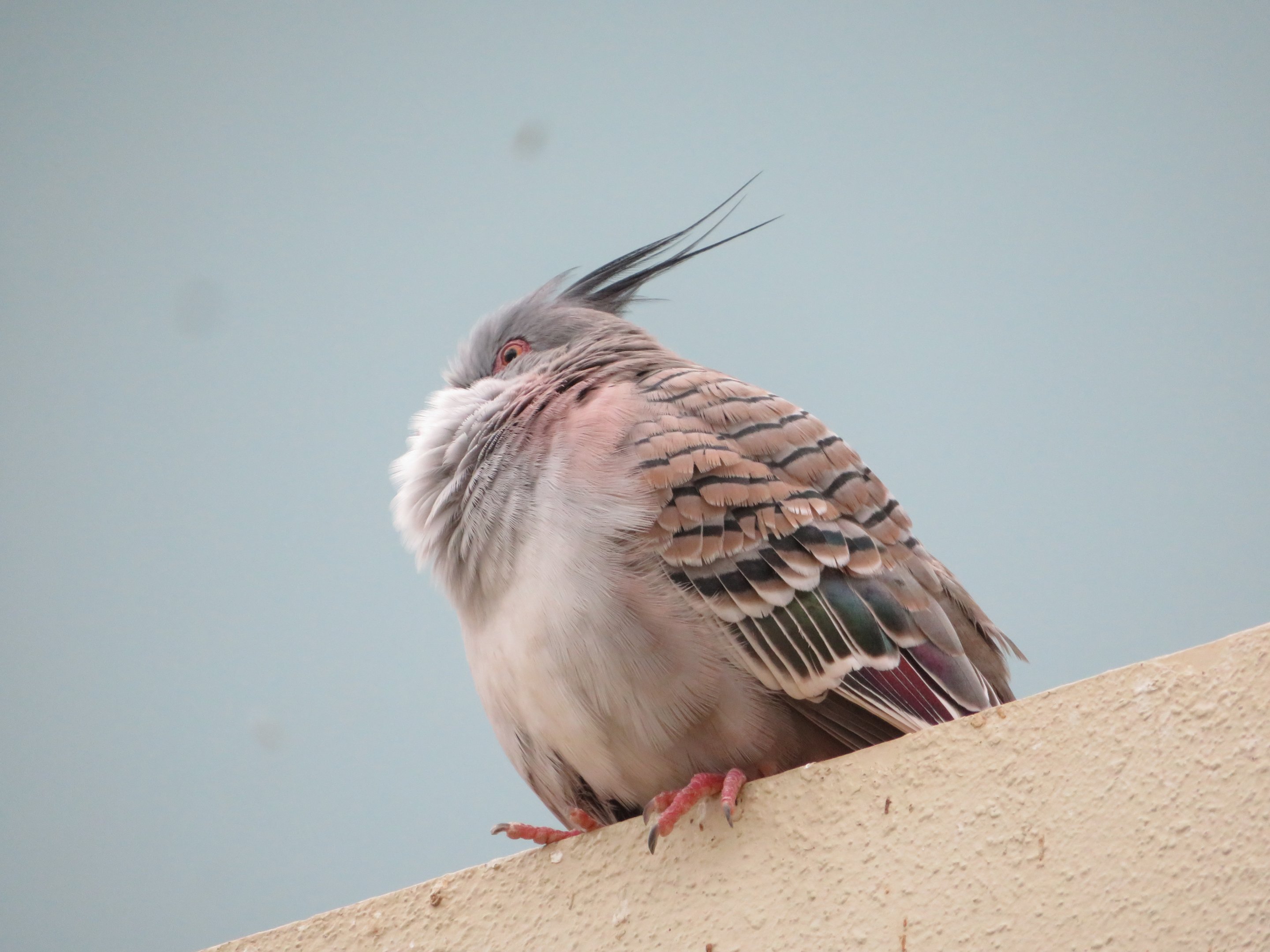 Crested Pigeon