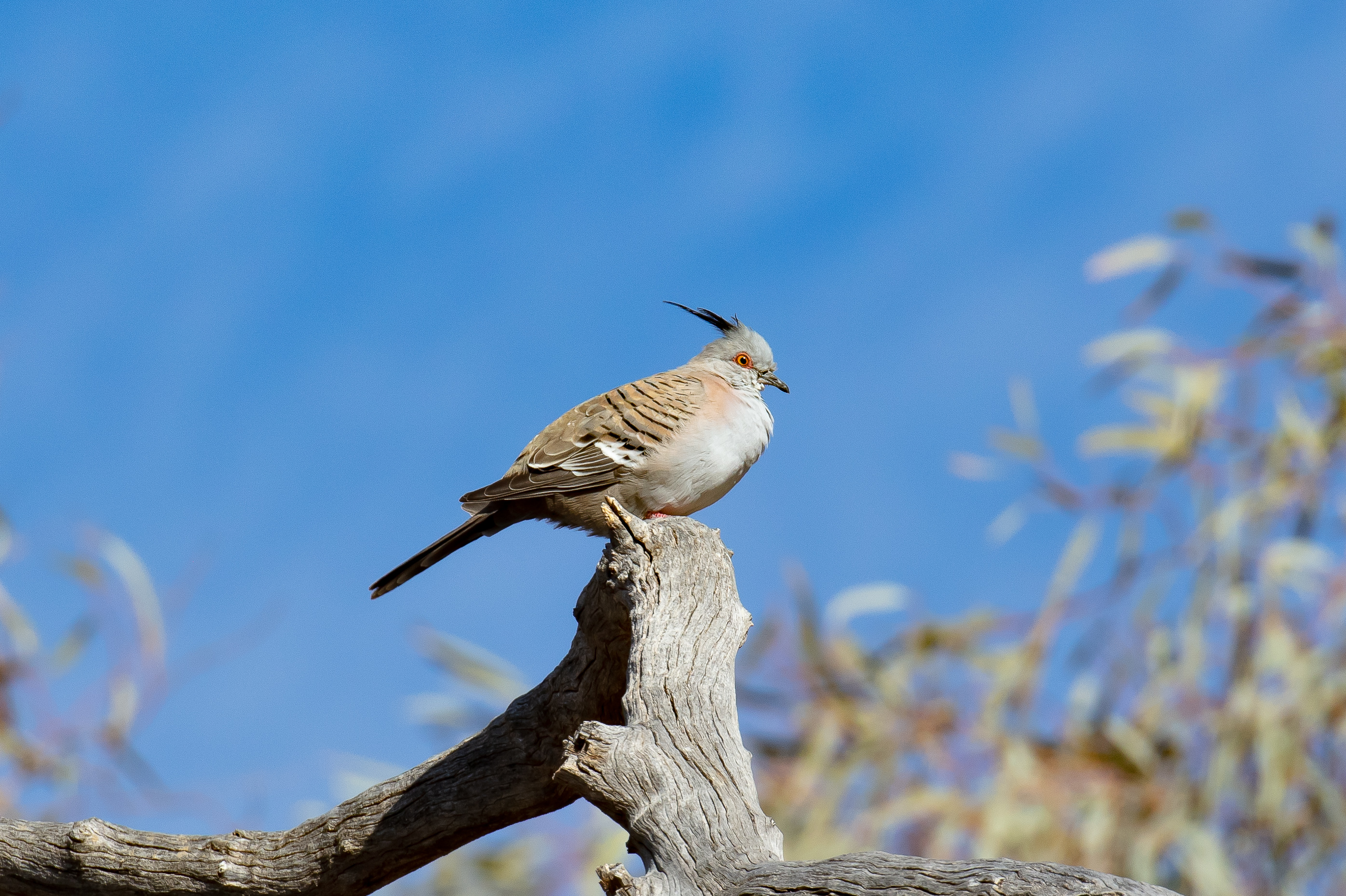 Crested Pigeon