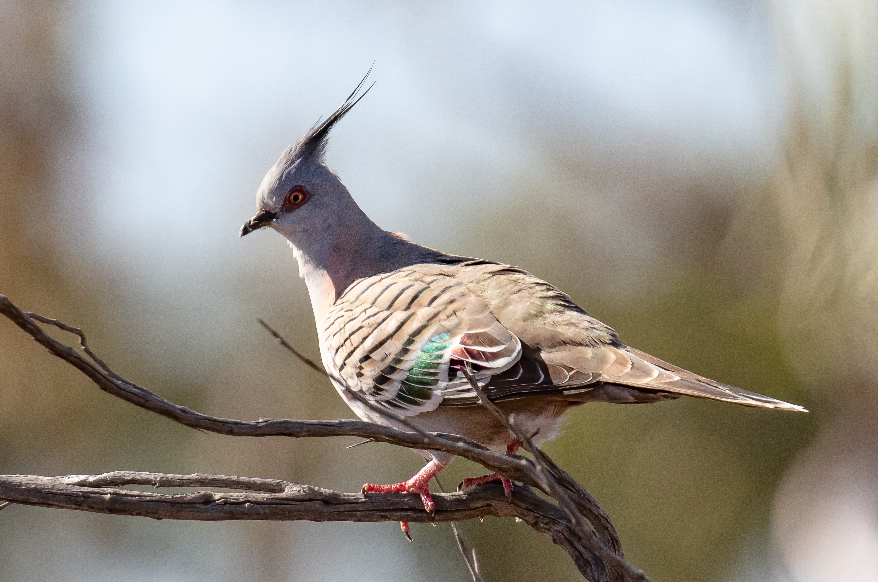 Crested Pigeon