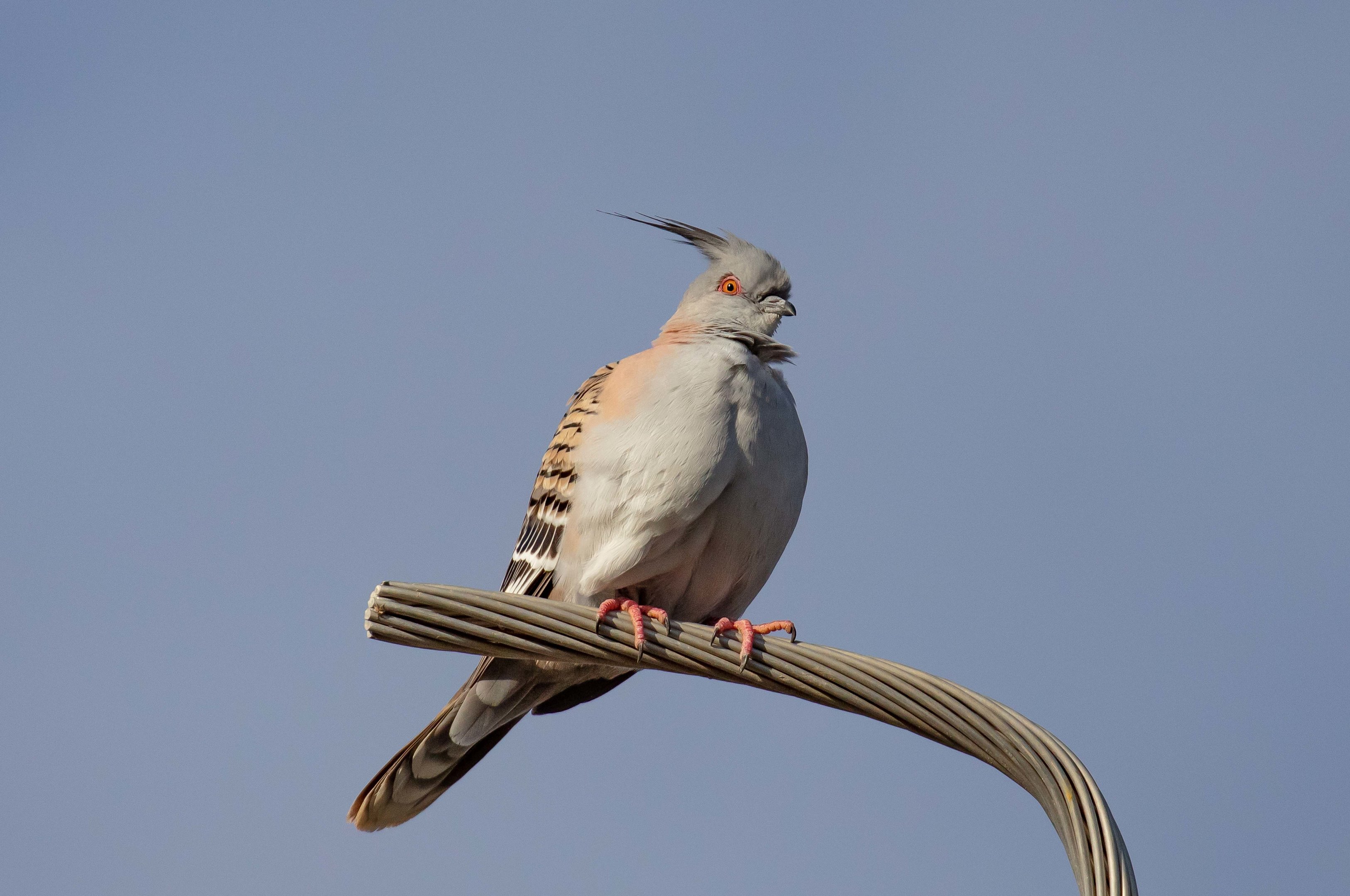 Crested Pigeon