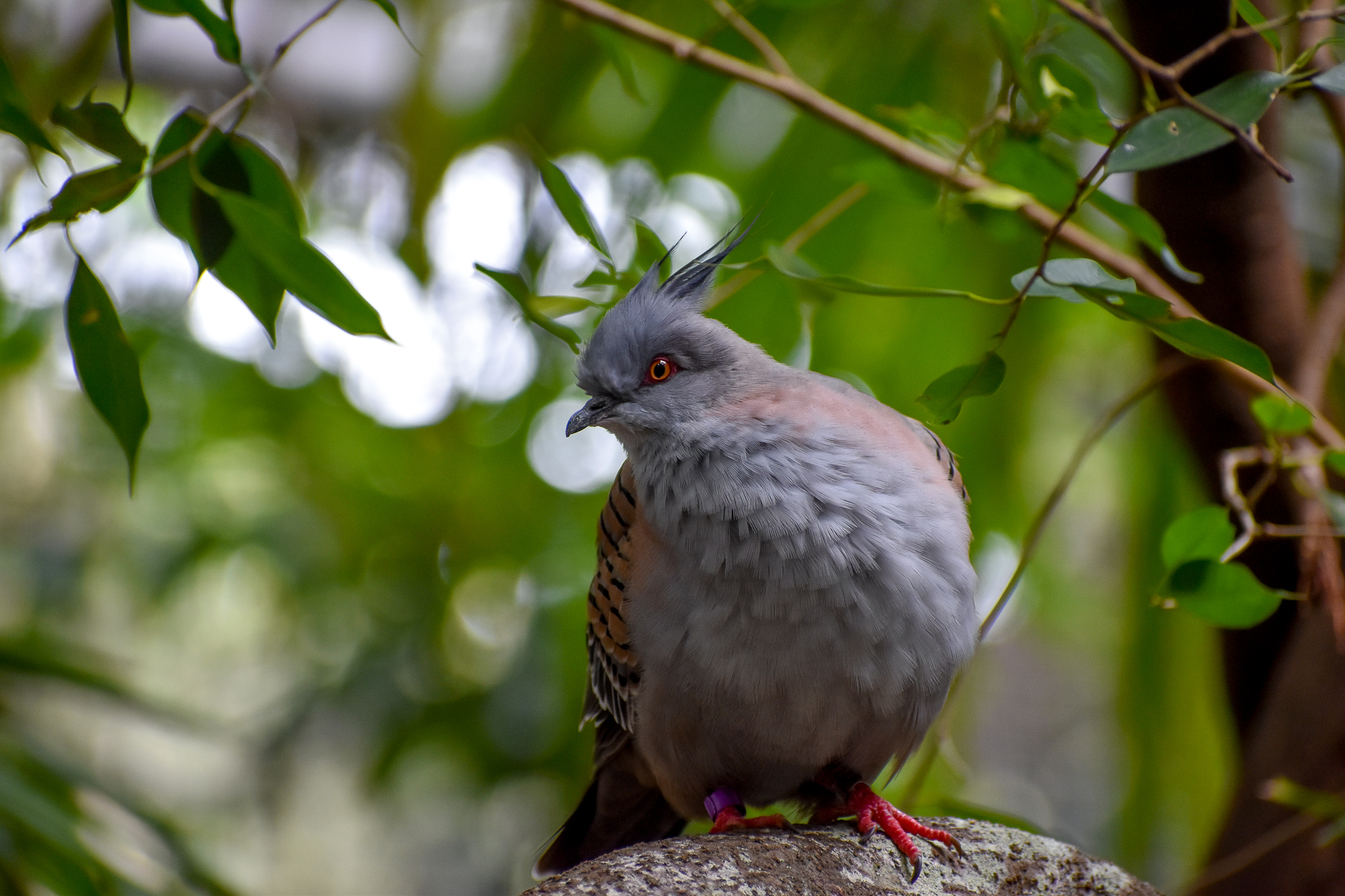 Crested Pigeon