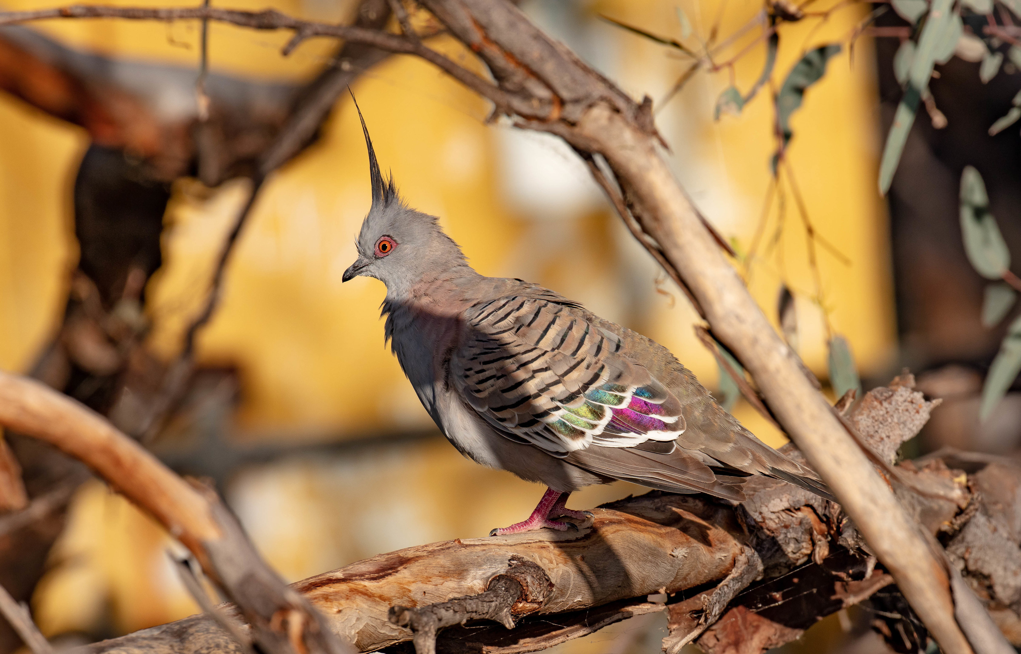 Crested Pigeon