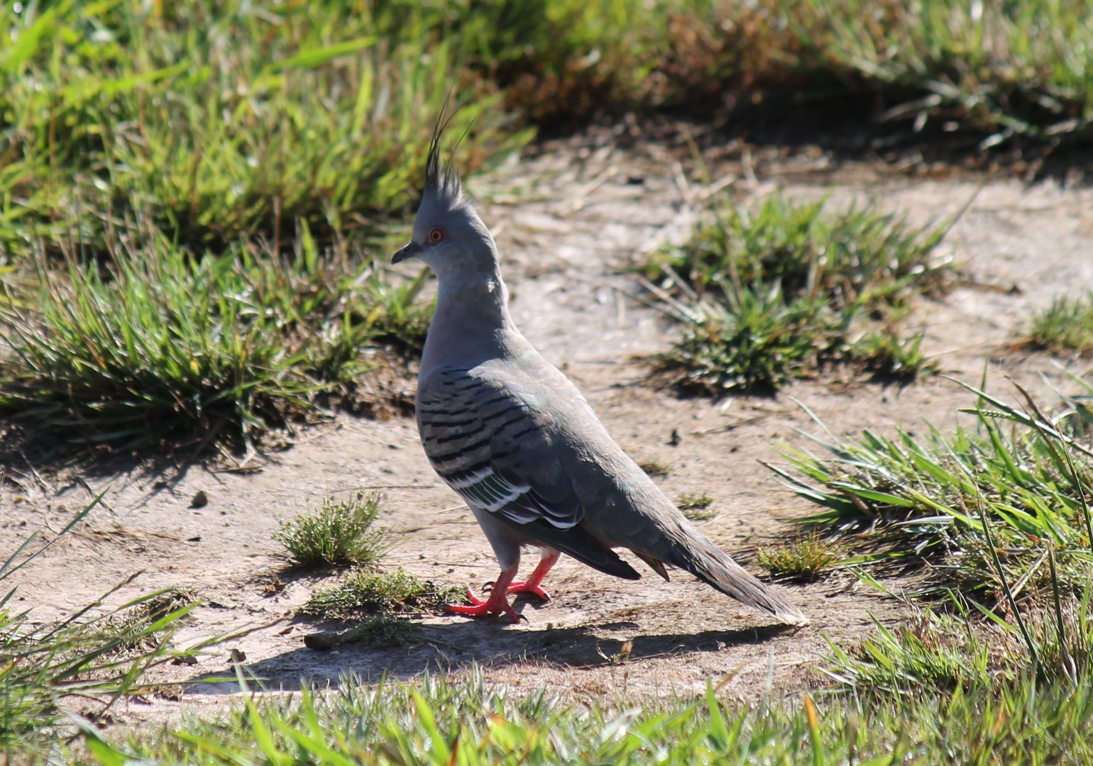 Crested Pigeon