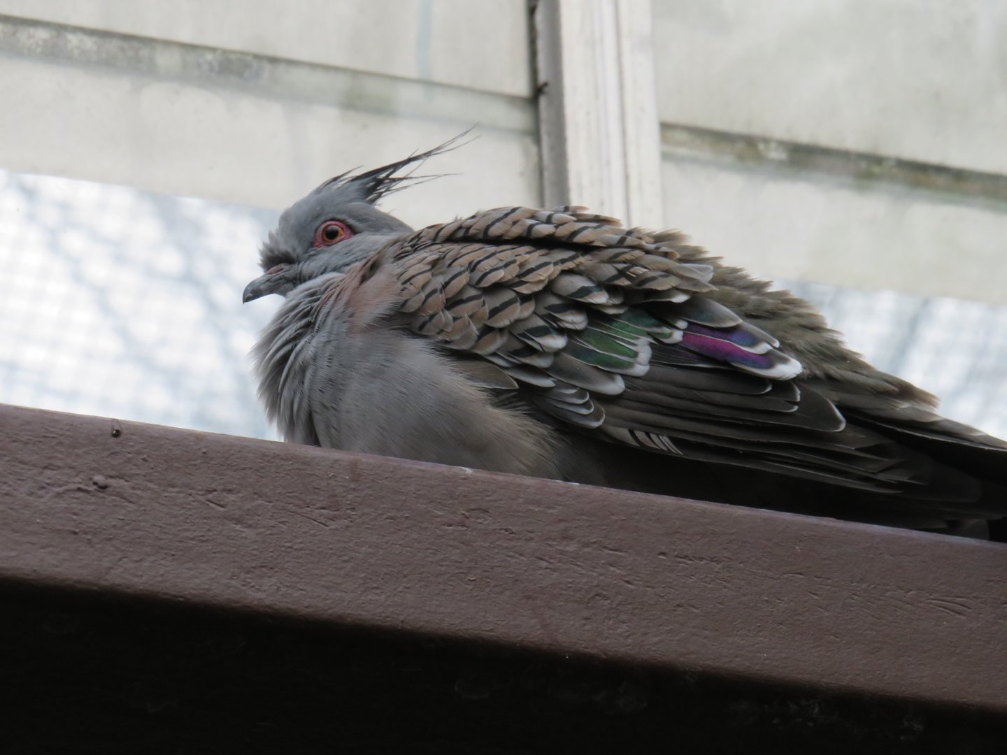 Crested pigeon