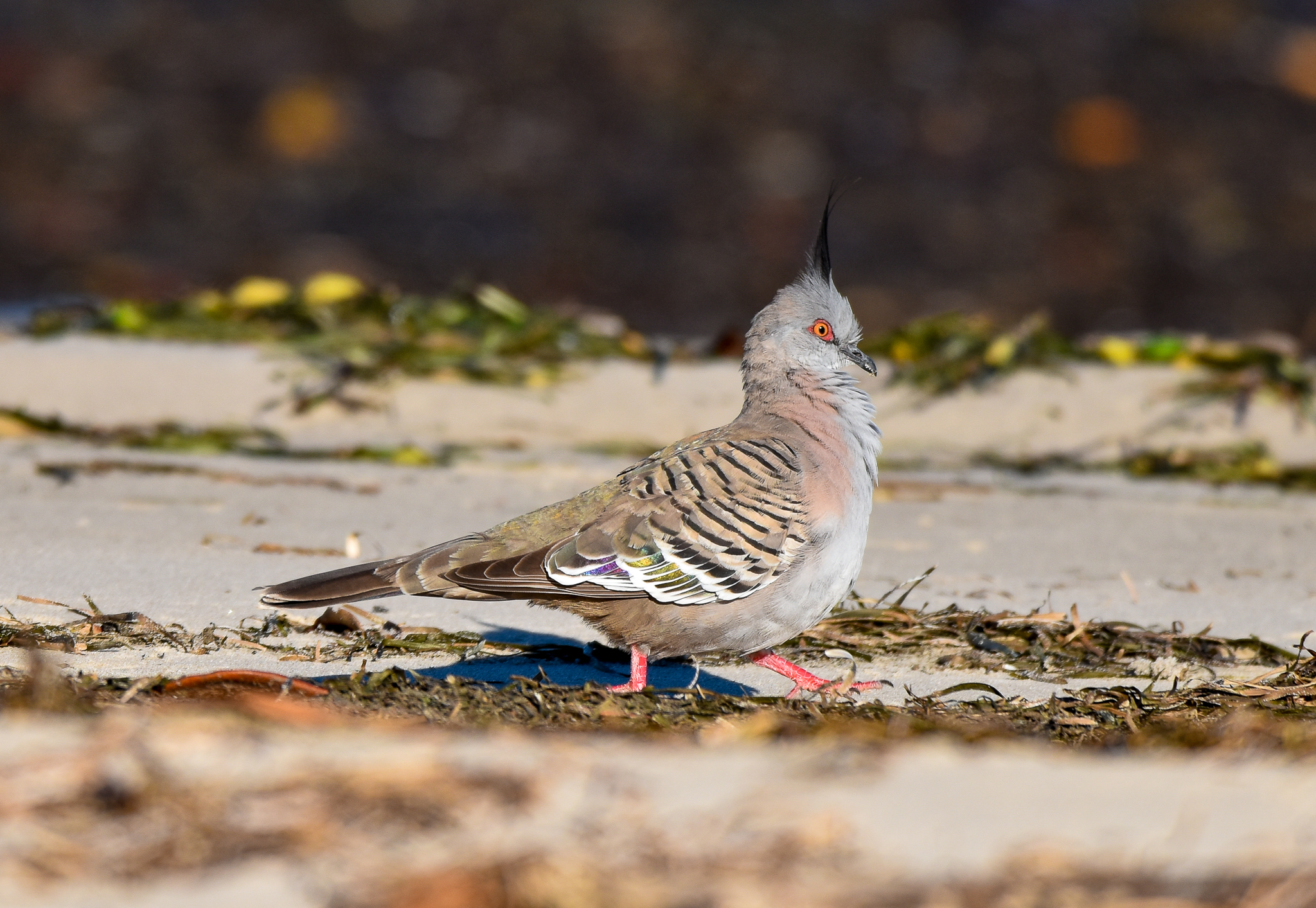 Crested Pigeon