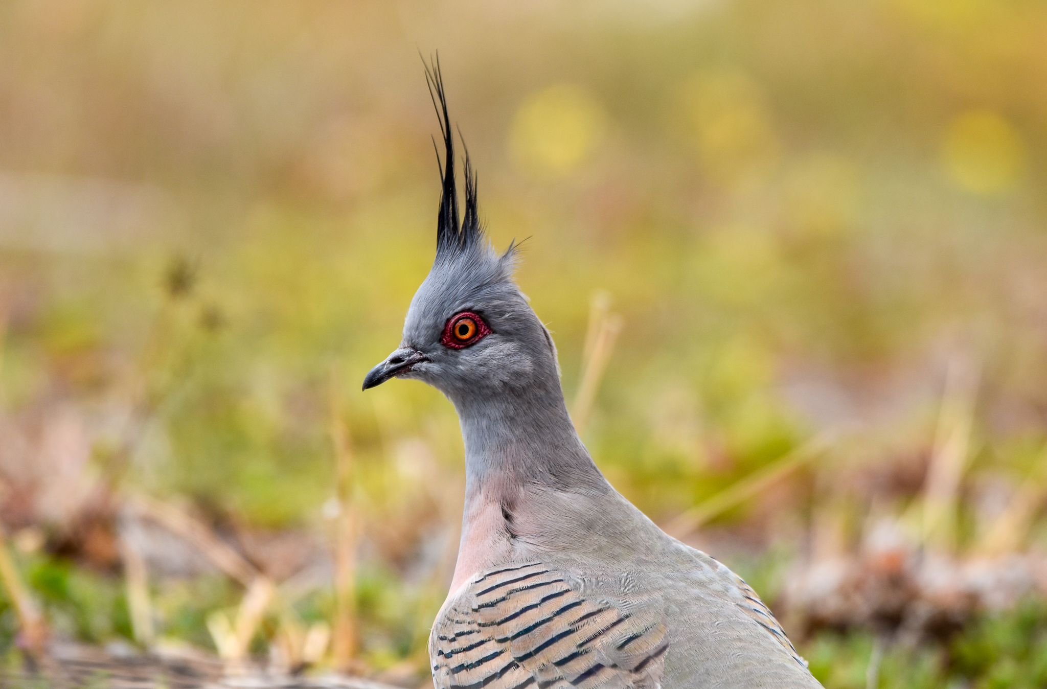 Crested Pigeon