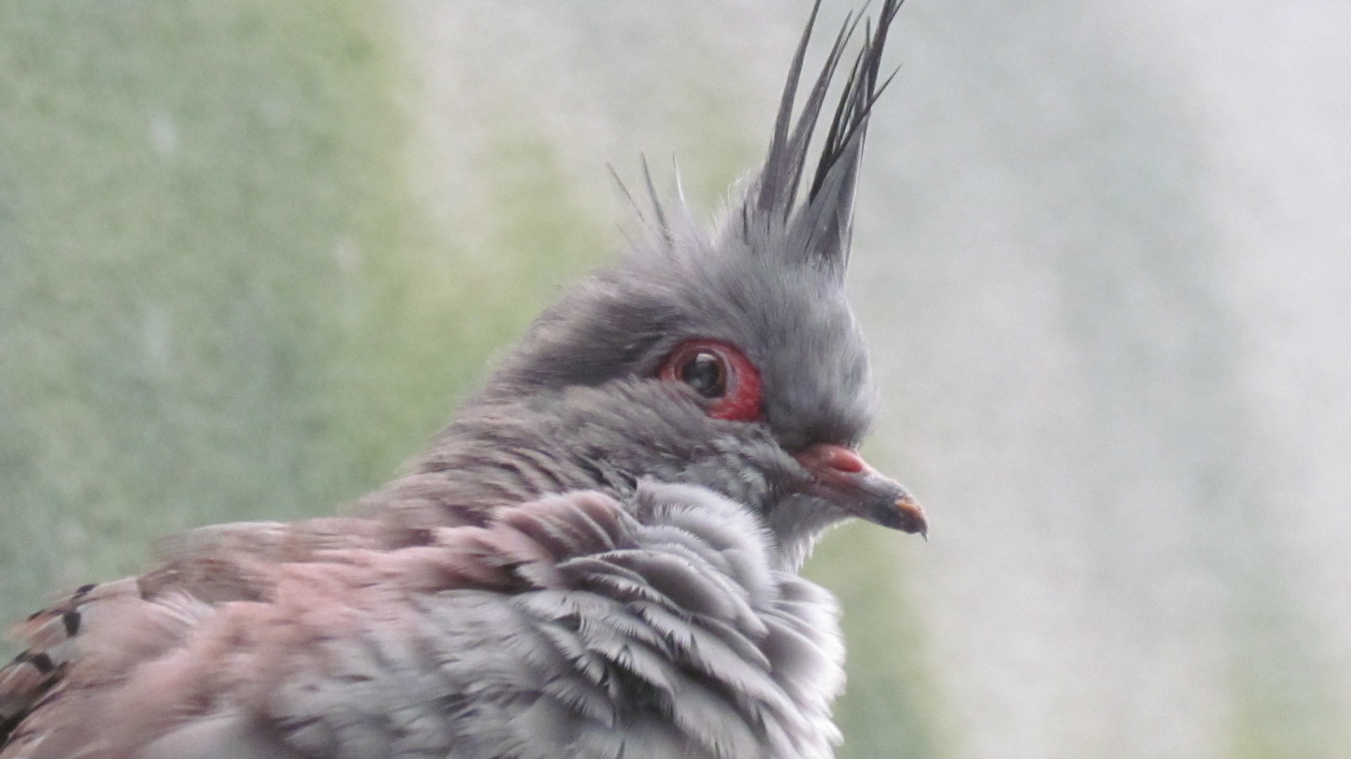 Crested Pigeon