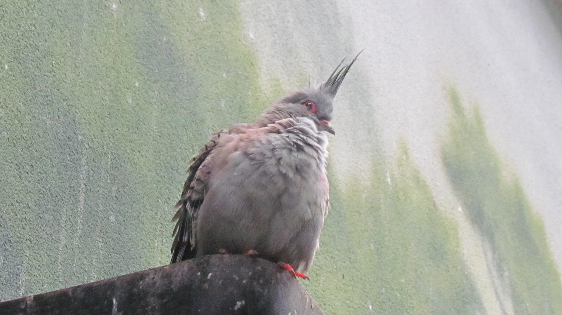 Crested Pigeon