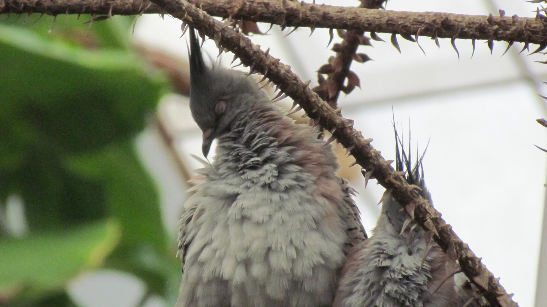 Crested Pigeon