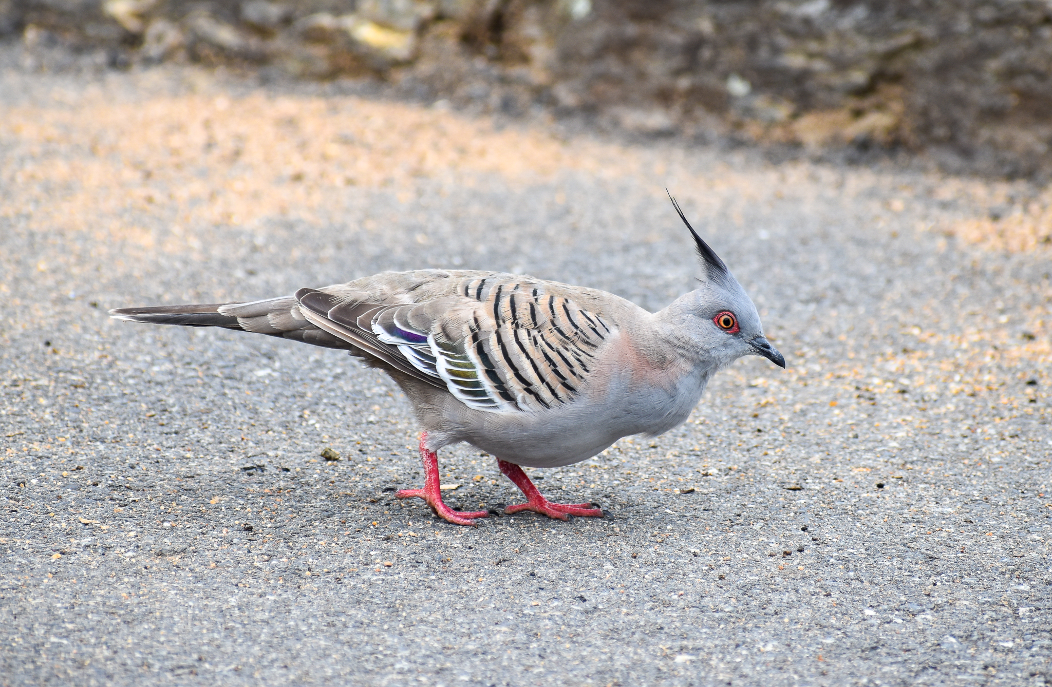 Crested Pigeon