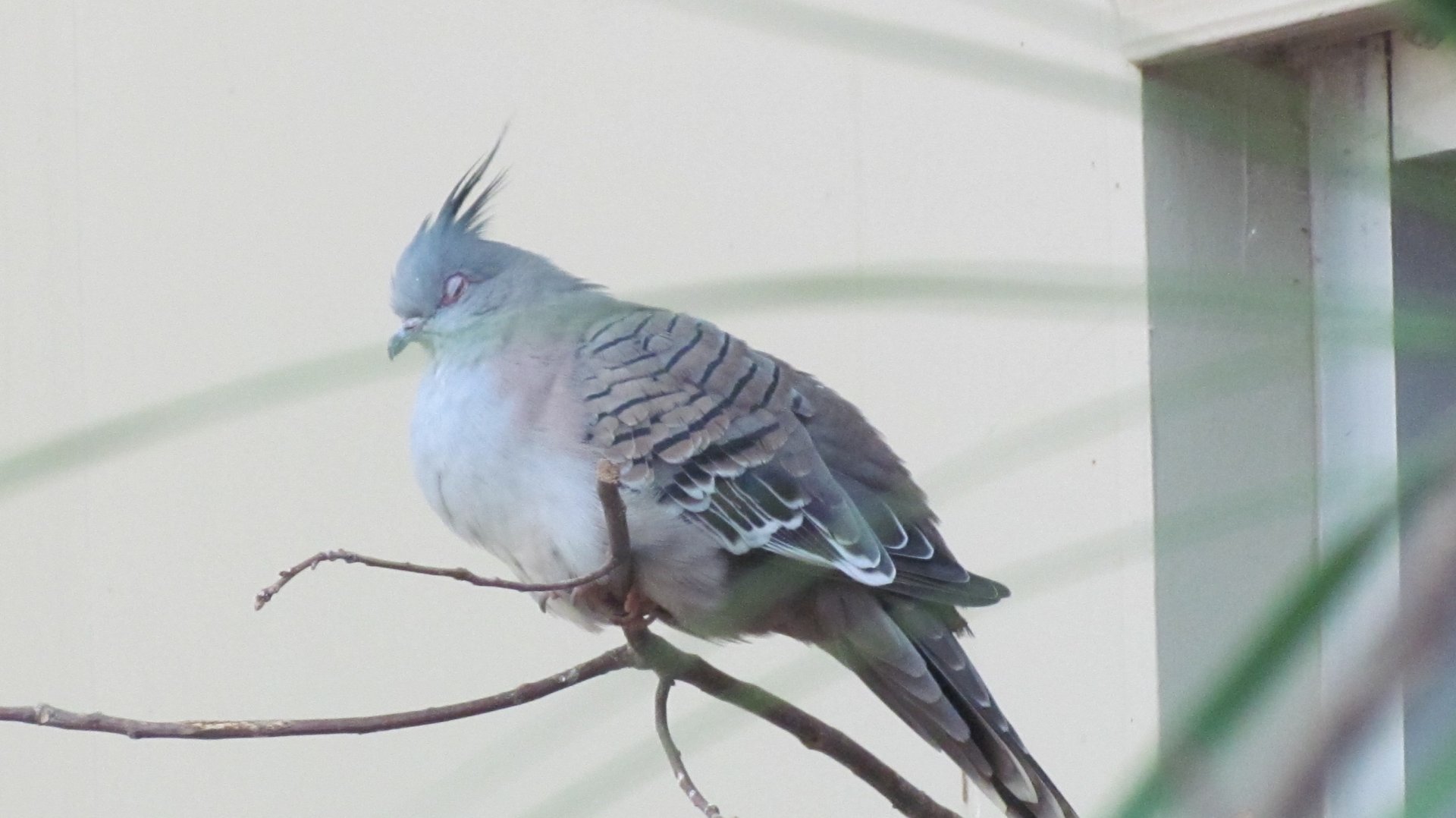 Crested Pigeon