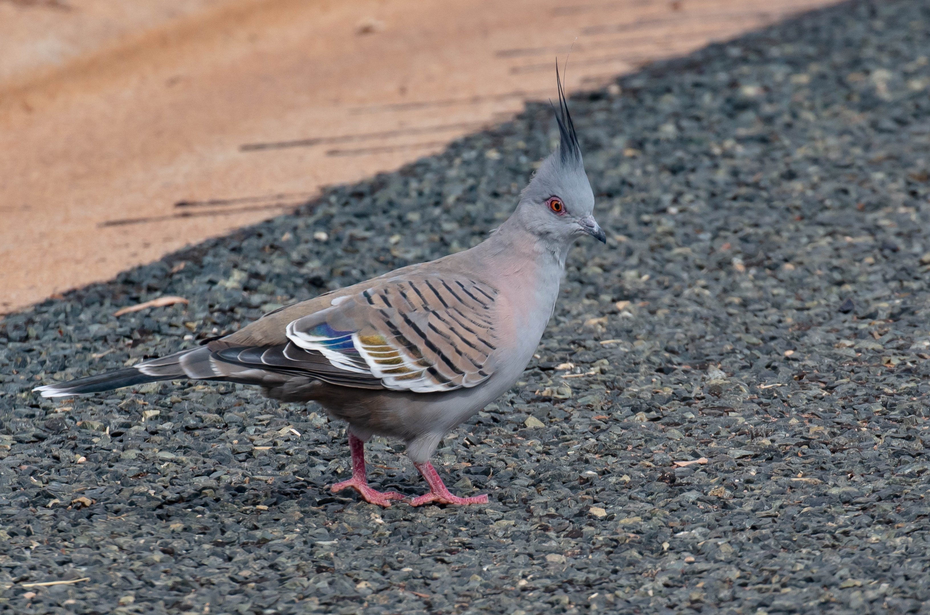 Crested Pigeon
