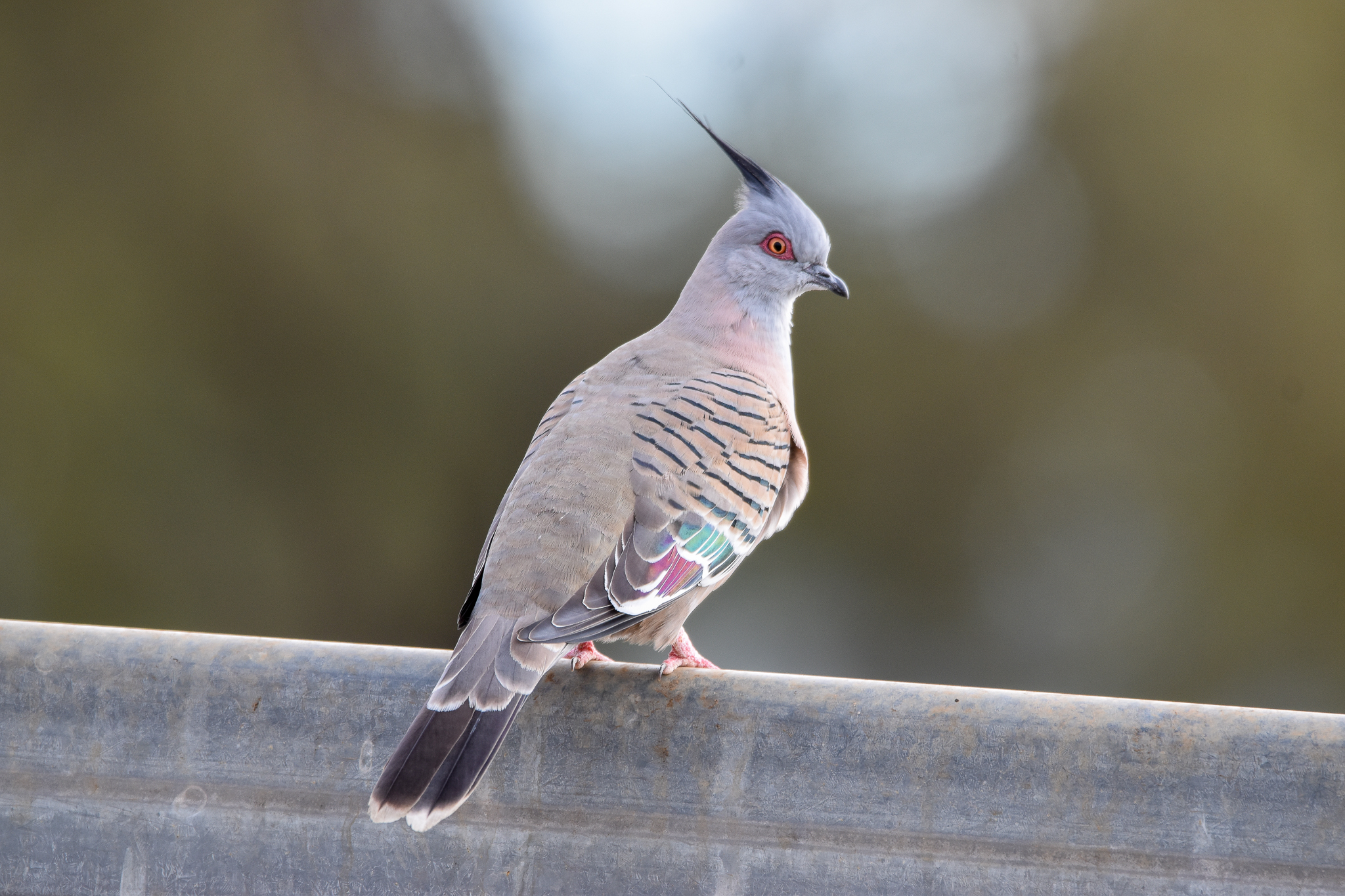 Crested Pigeon