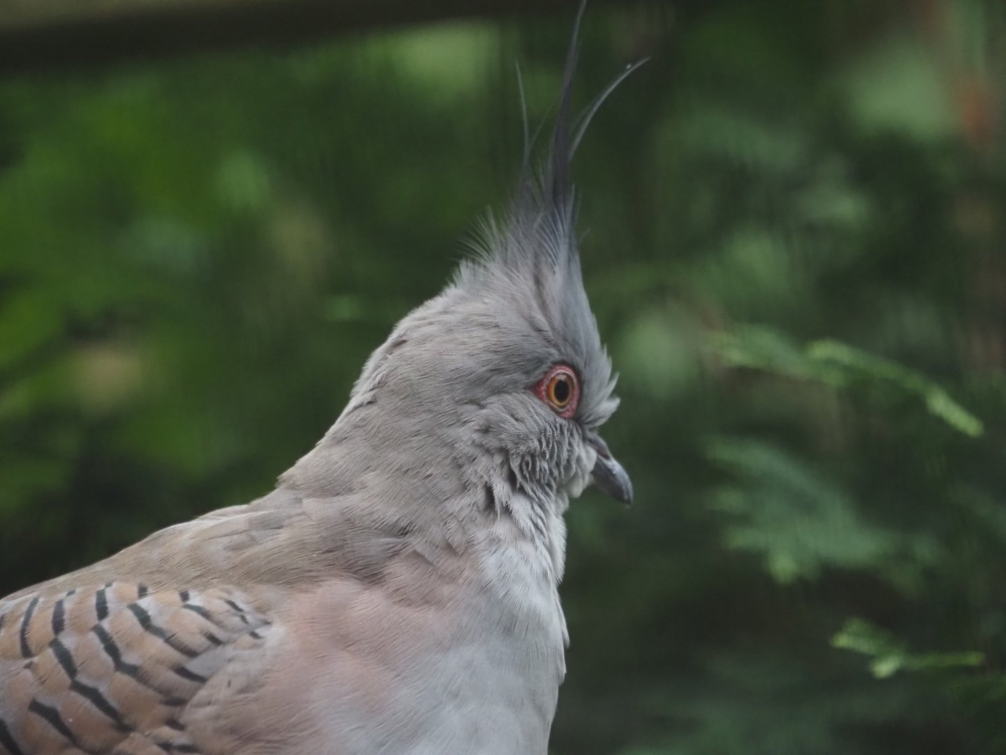Crested Pigeon