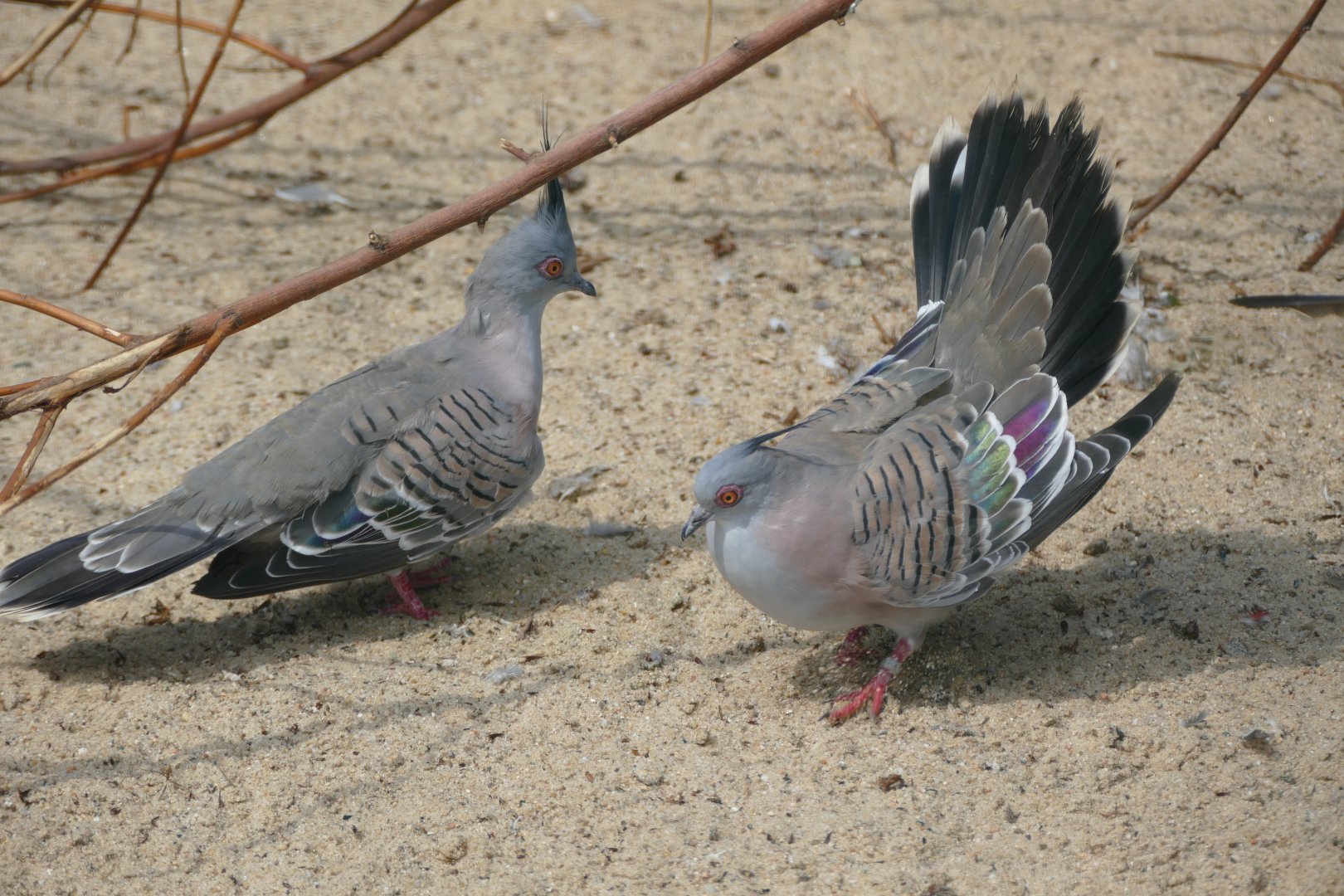 Crested pigeons courting