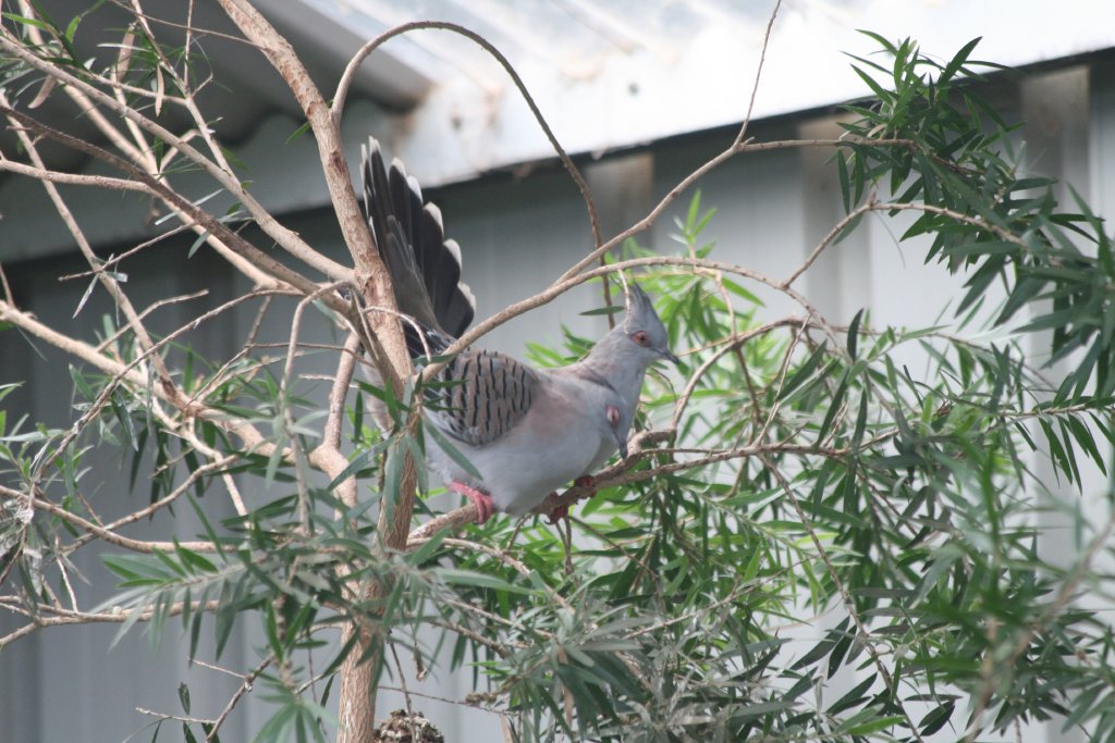 Crested Pigeons courting