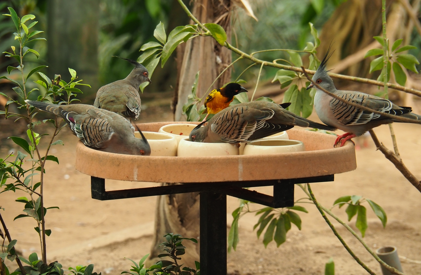 Crested pigeons (Ocyphaps lophotes) and Village weaver (Ploceus cucullatus) feeding (Aug 28th, 2018)