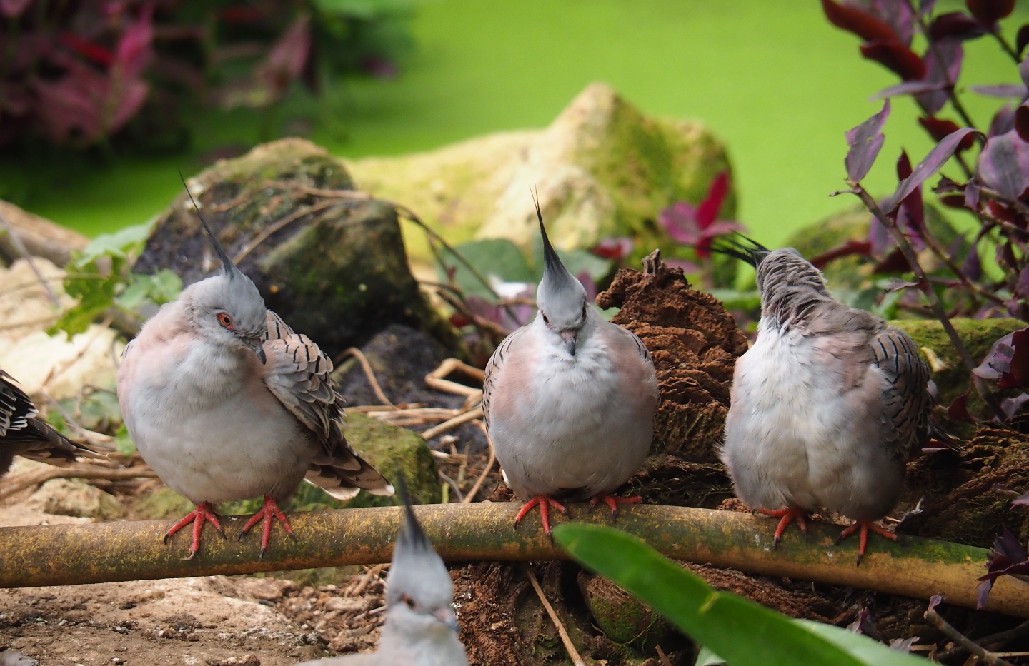 Crested pigeons (Ocyphaps lophotes), Aug 28th, 2018