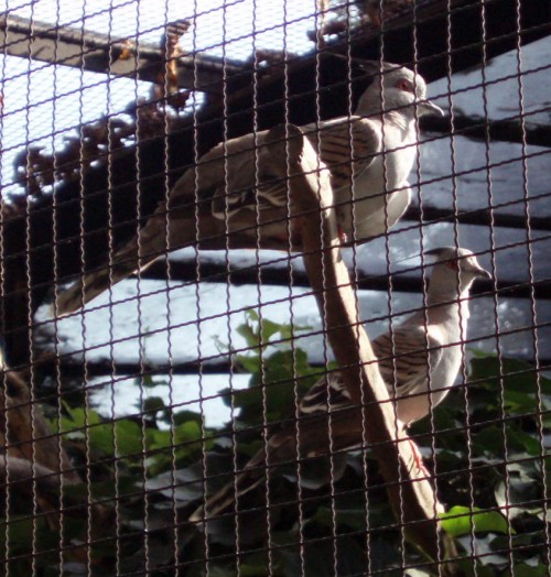 Crested Pigeons (Ocyphaps lophotes)