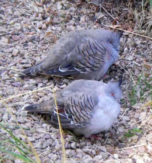 Crested Pigeons (Ocyphaps lophotes)