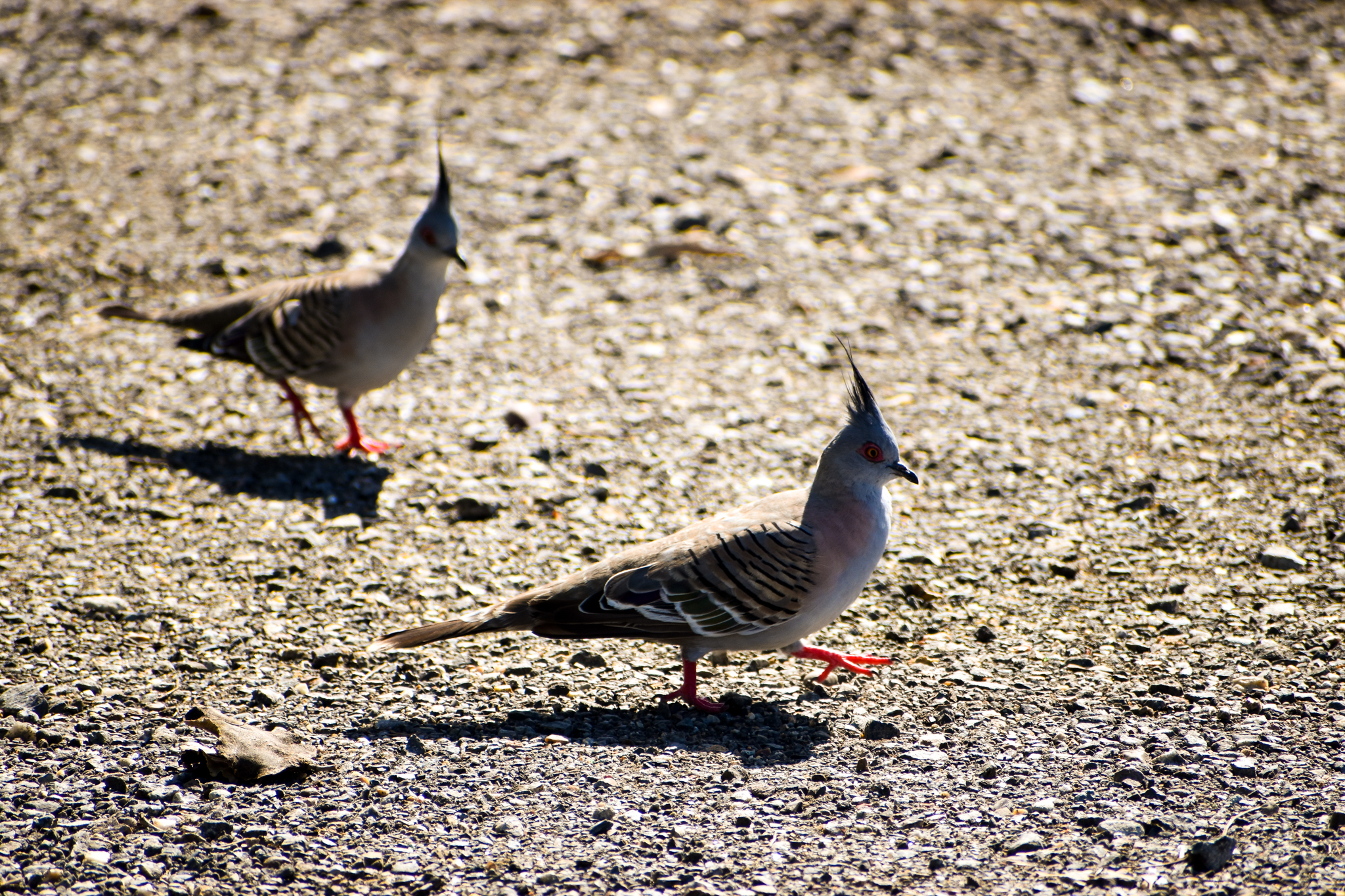 Crested Pigeons (Ocyphaps lophotes)