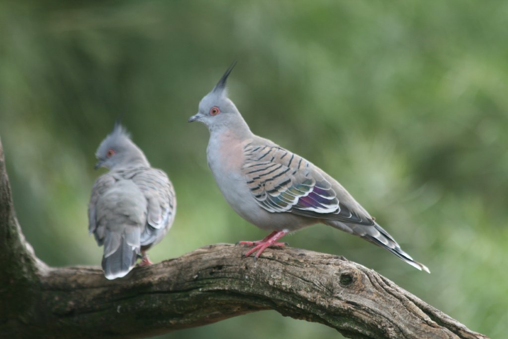 Crested Pigeons