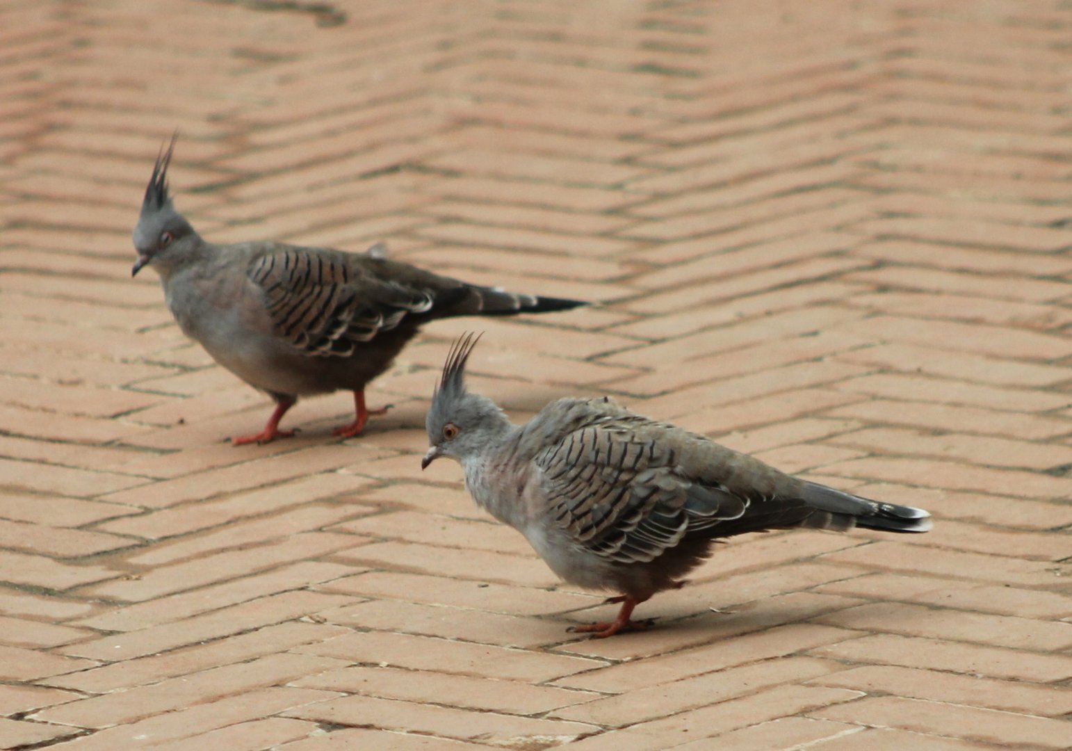 Crested pigeons
