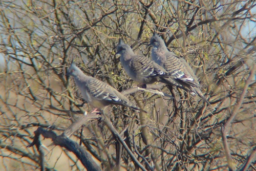 Crested pigeons