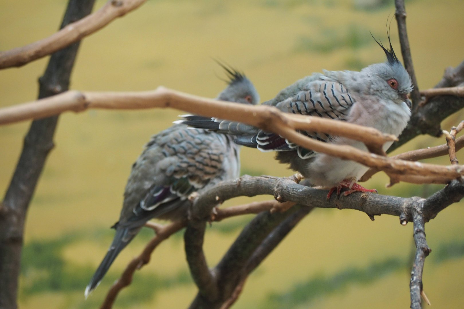 Crested pigeons