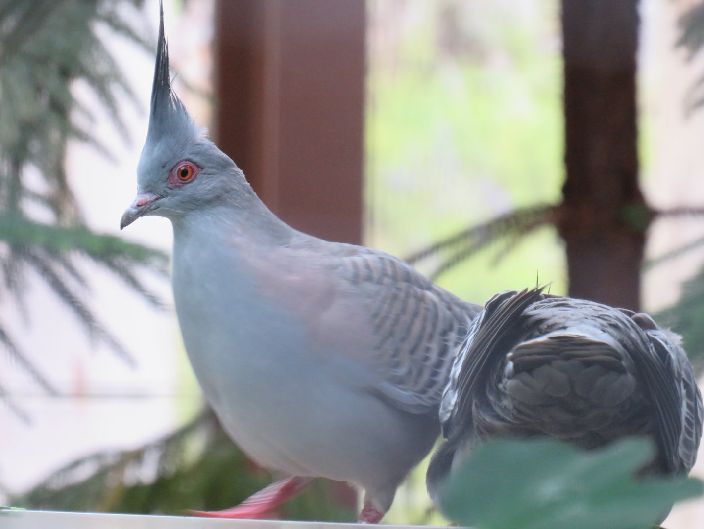 Crested pigeons