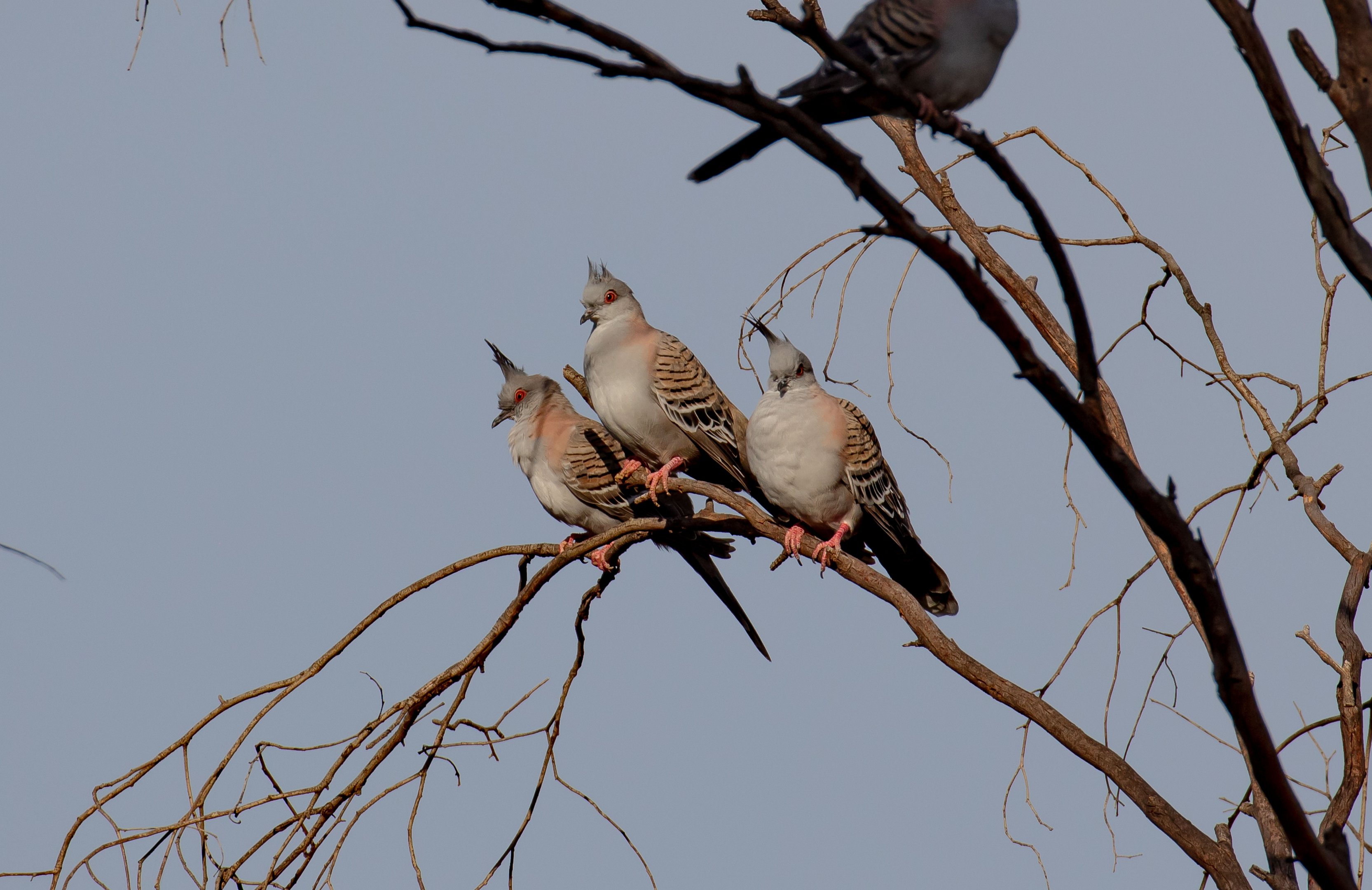 Crested Pigeons