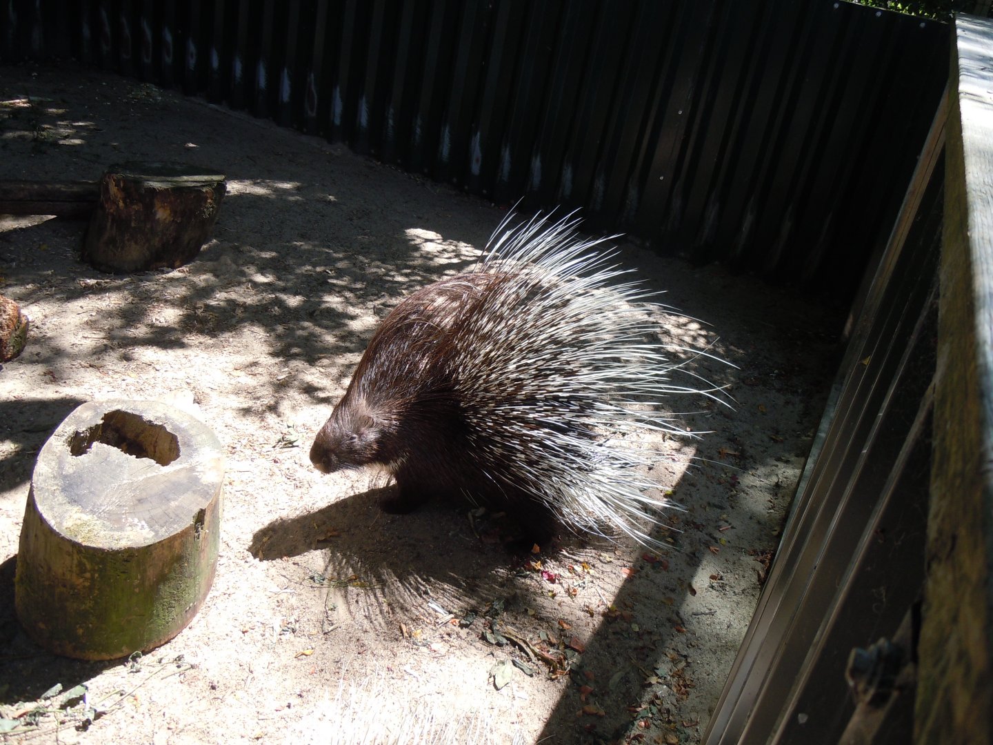 Crested porcupine 030820