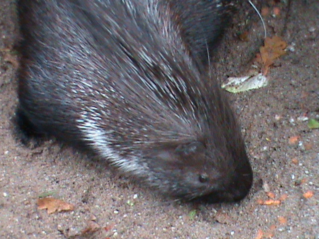 Crested porcupine 061110