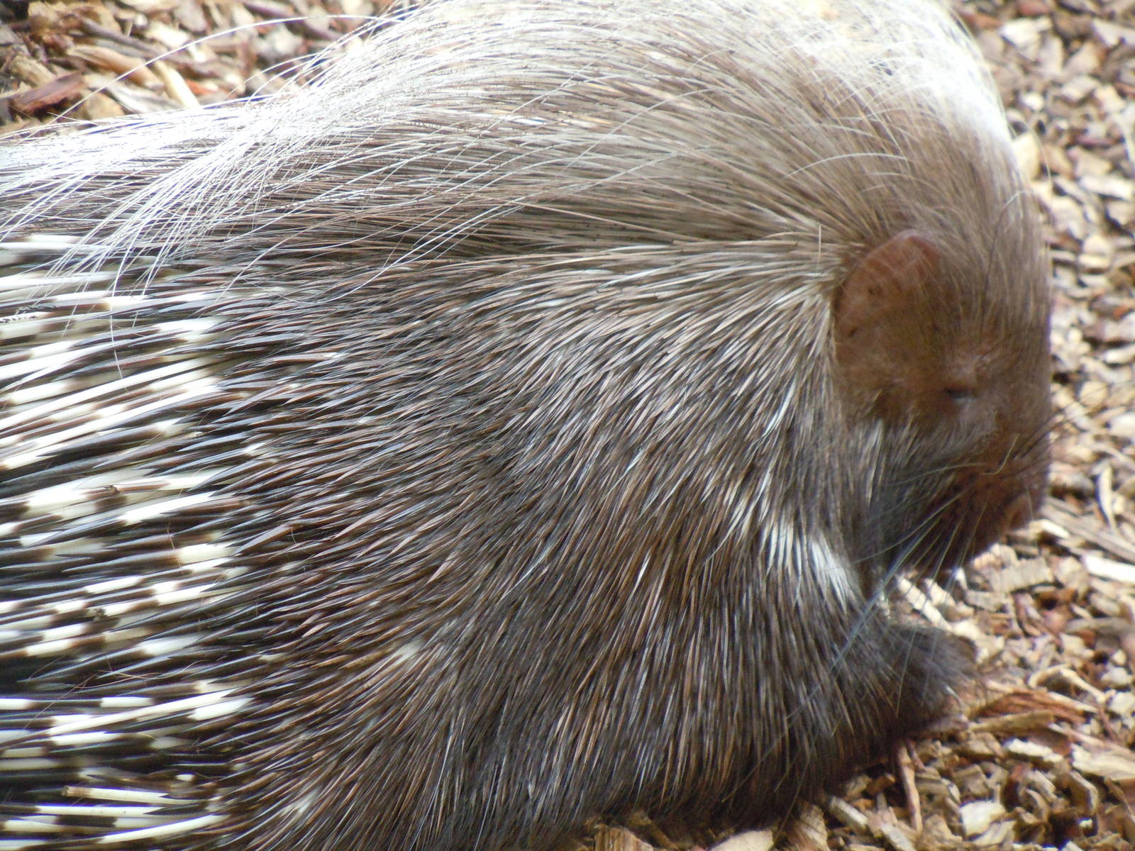 crested porcupine 08/10