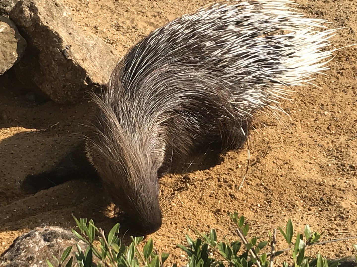 Crested porcupine 080818