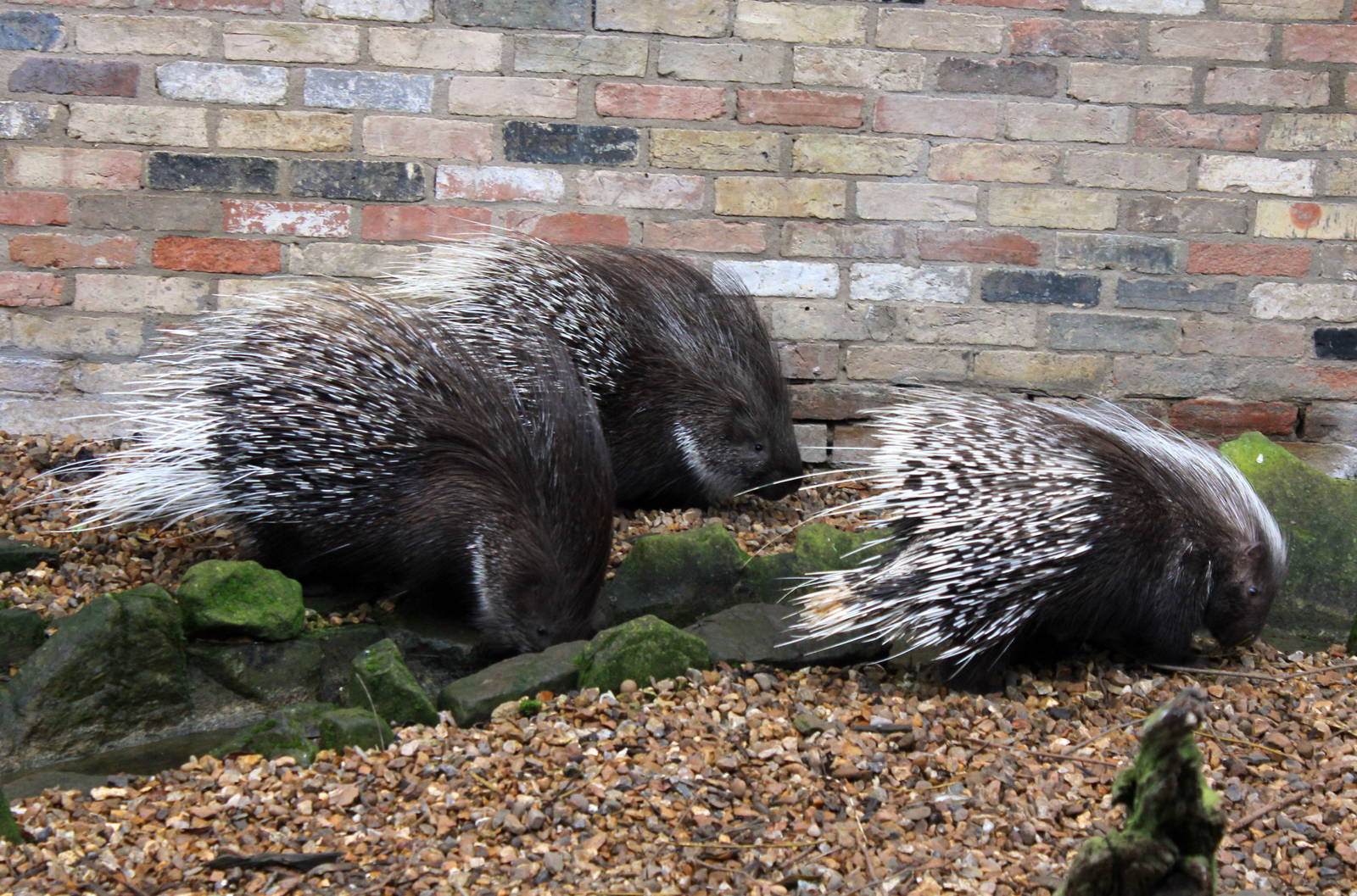 Crested Porcupine 1-1-15
