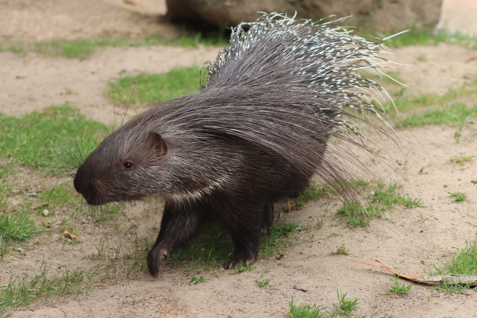 Crested Porcupine - 20 June 2024