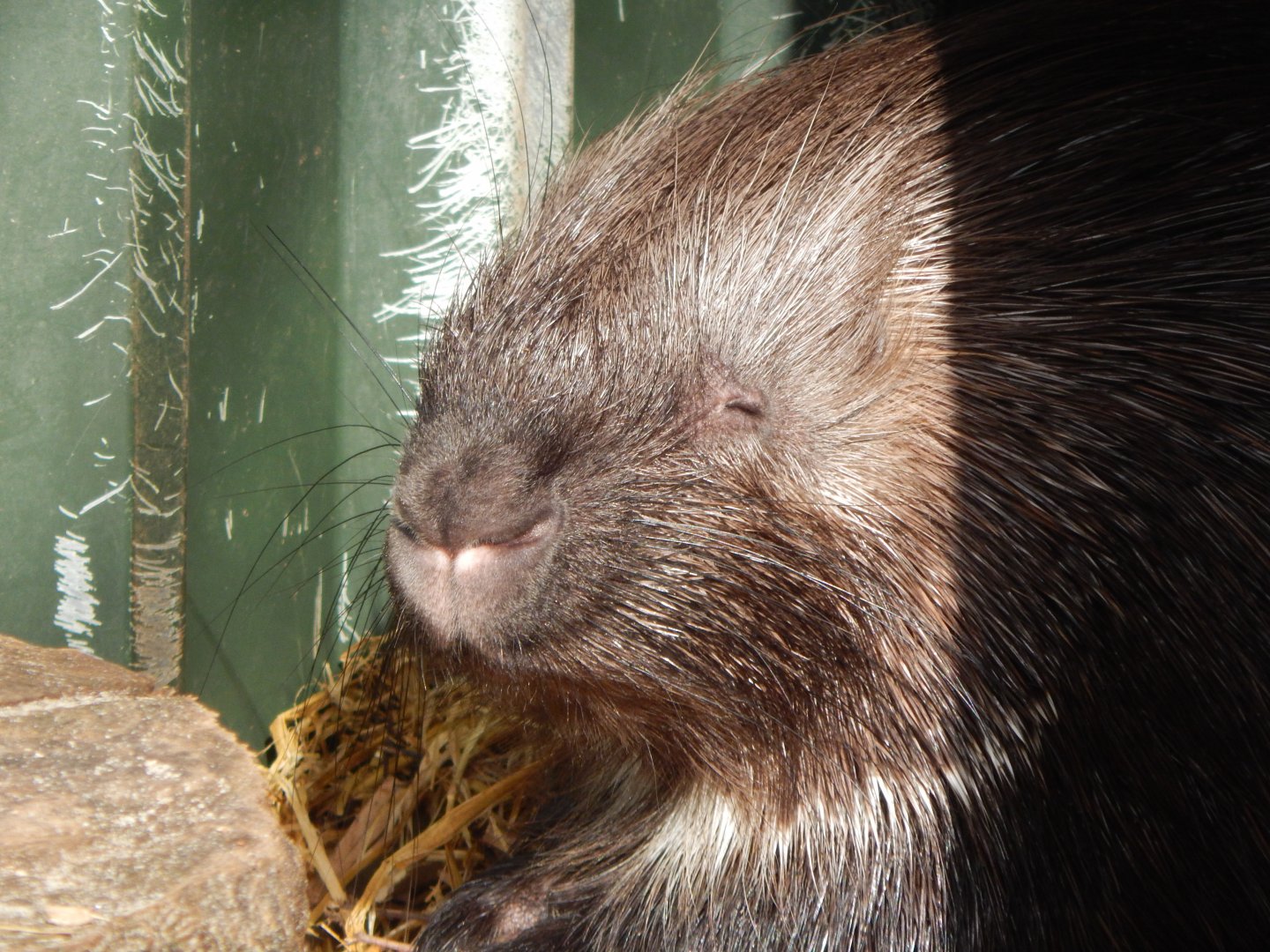 Crested porcupine 250222