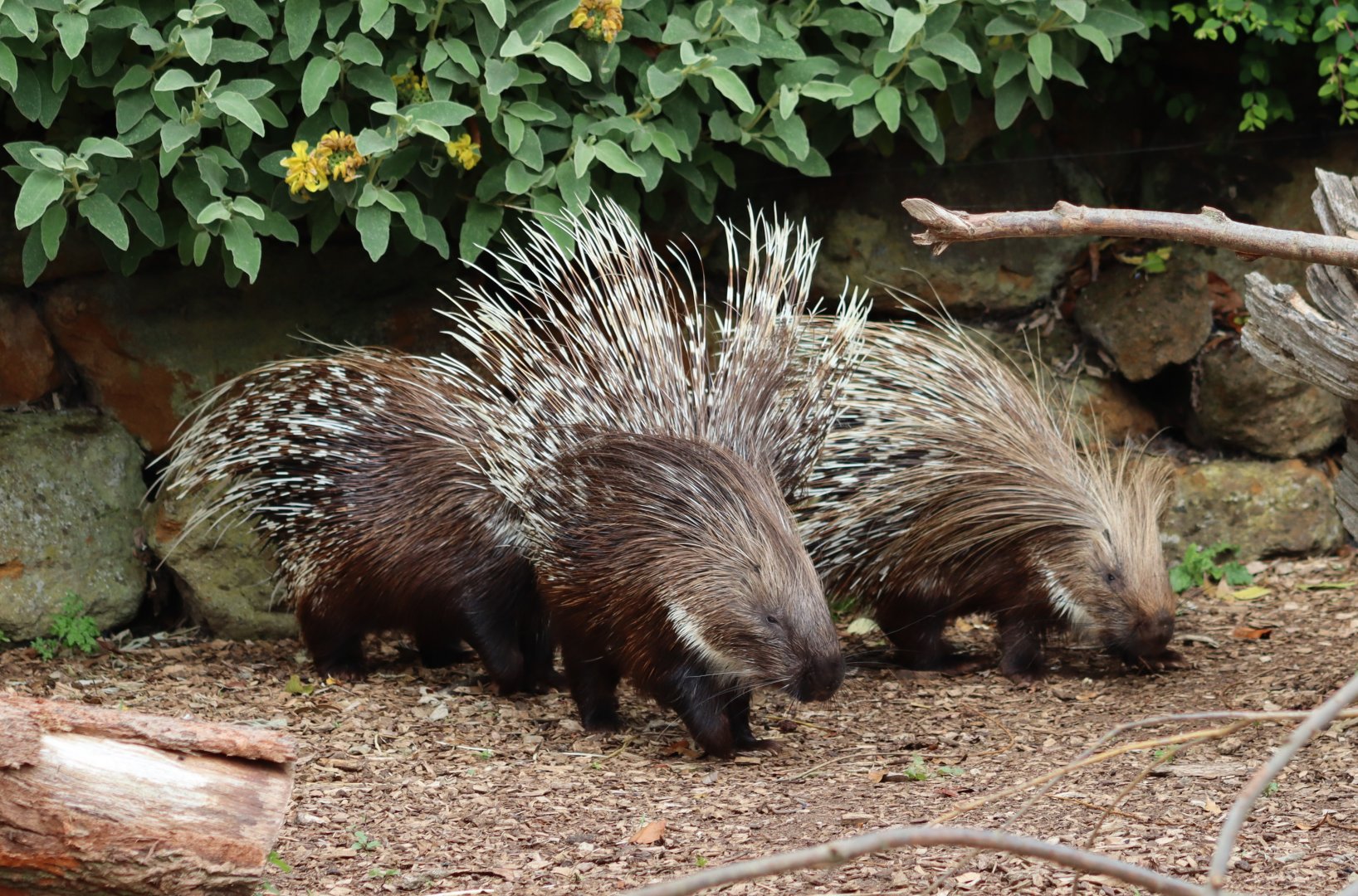Crested porcupine - 27 June 2021