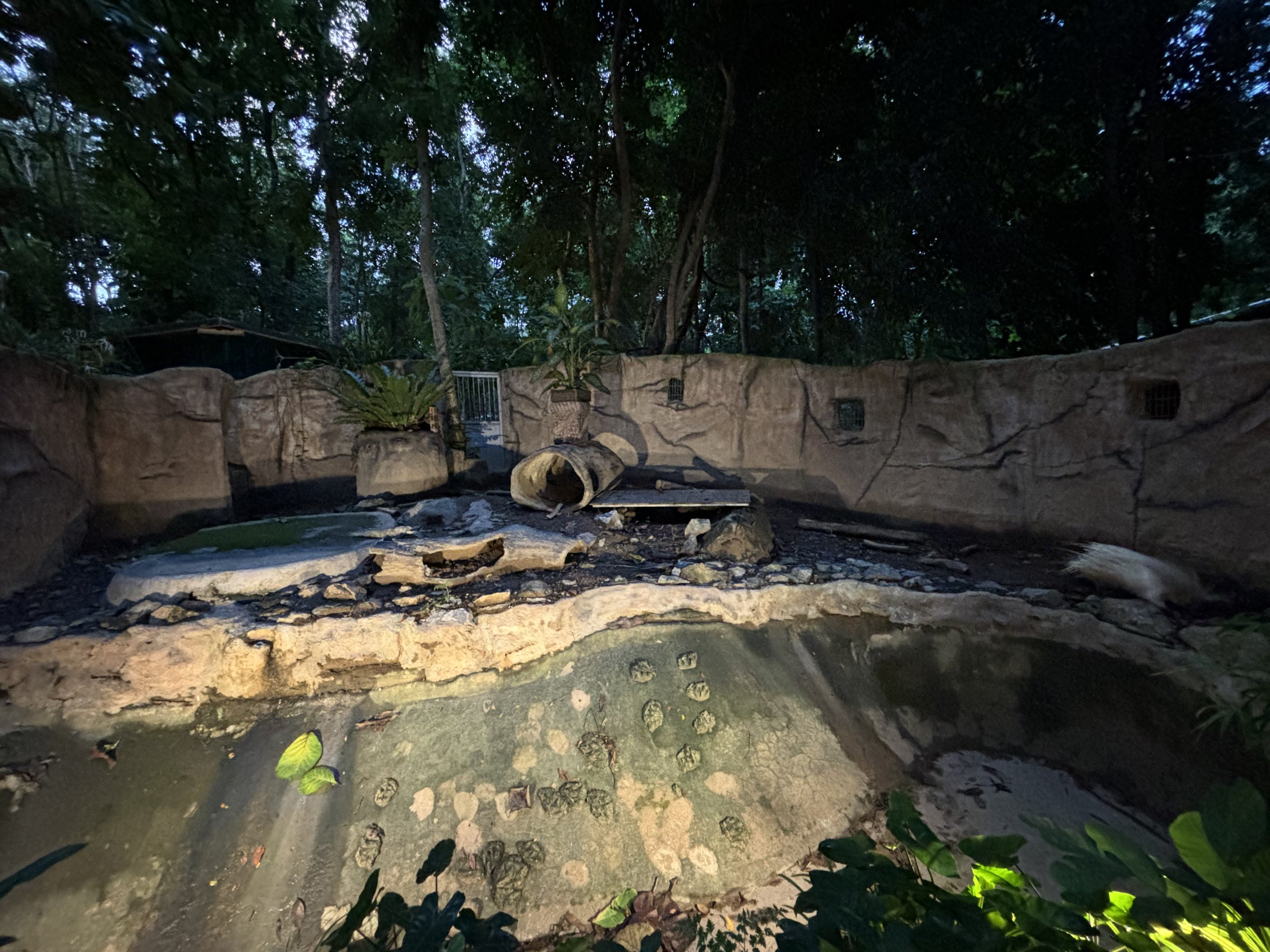 Crested Porcupine (albino) Exhibit
