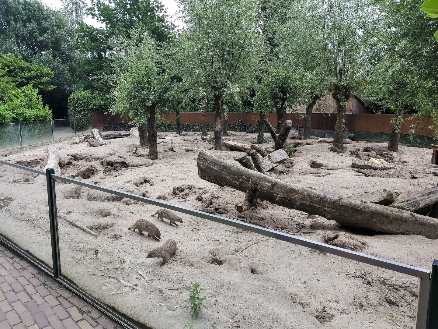 Crested porcupine and Banded mongoose enclosure