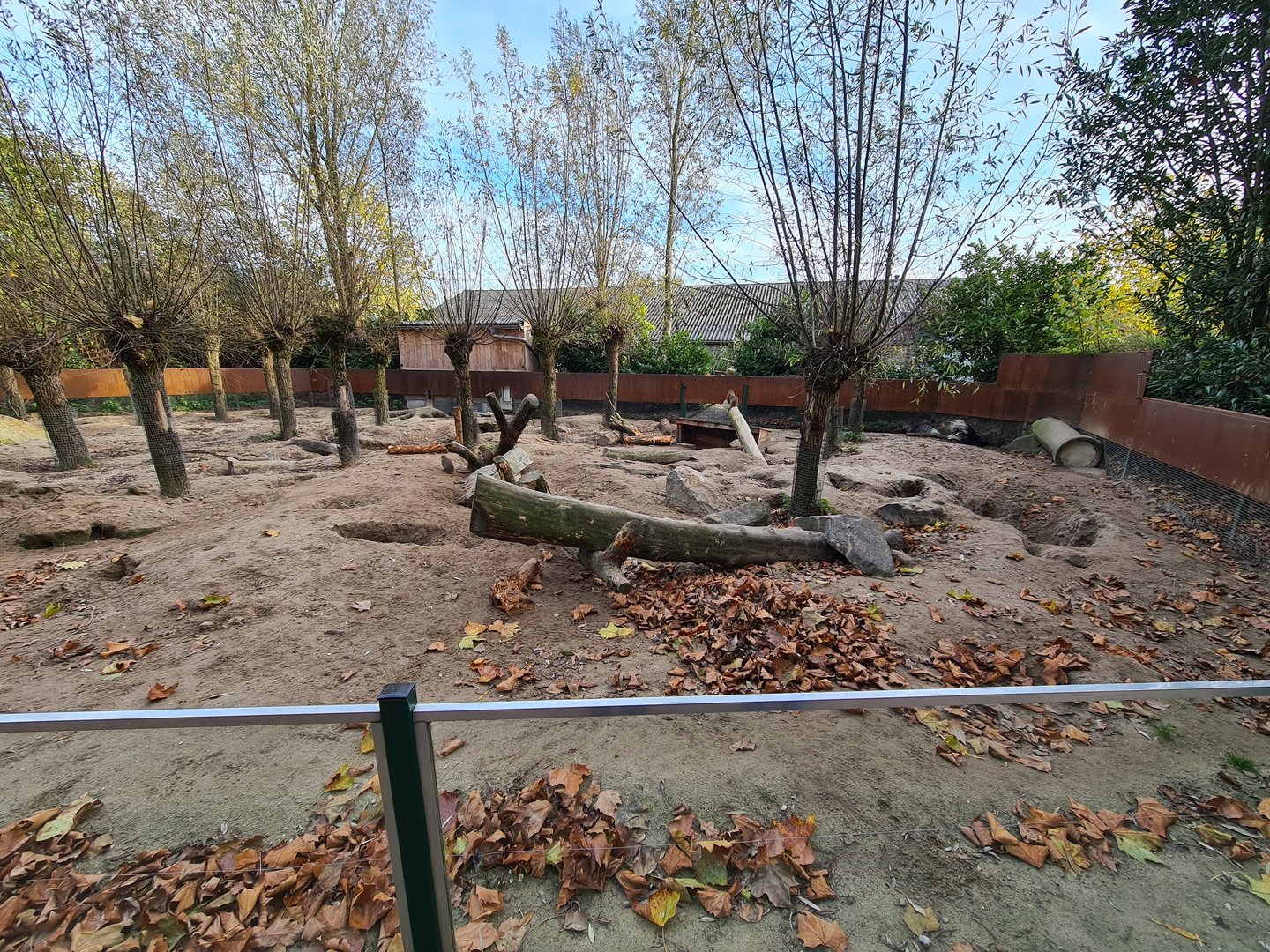 Crested porcupine and Banded mongoose enclosure