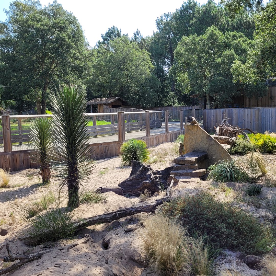 Crested porcupine and Meerkat exhibit -Zoo de Labenne (2023)