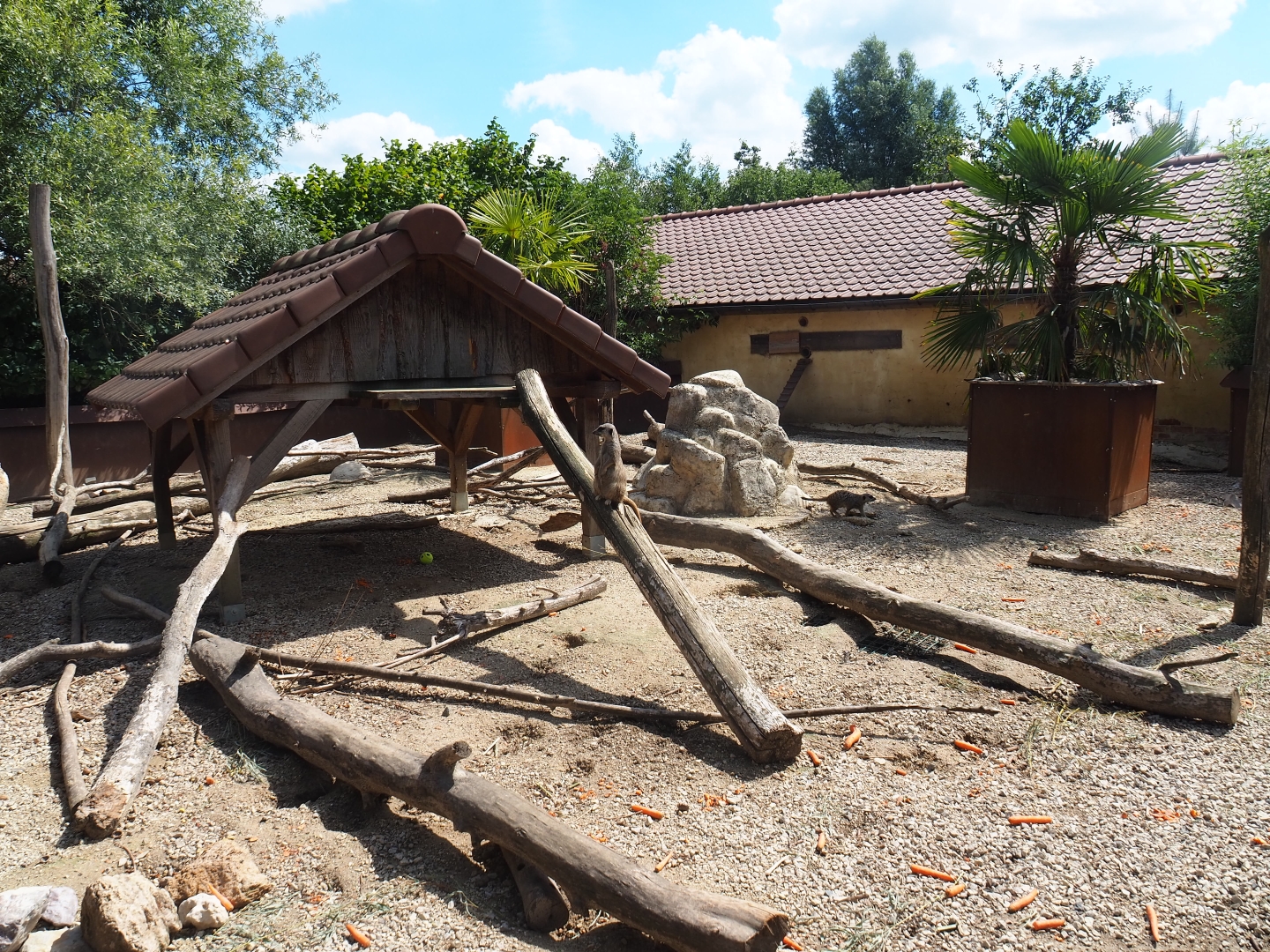 Crested porcupine and meerkat exhibit