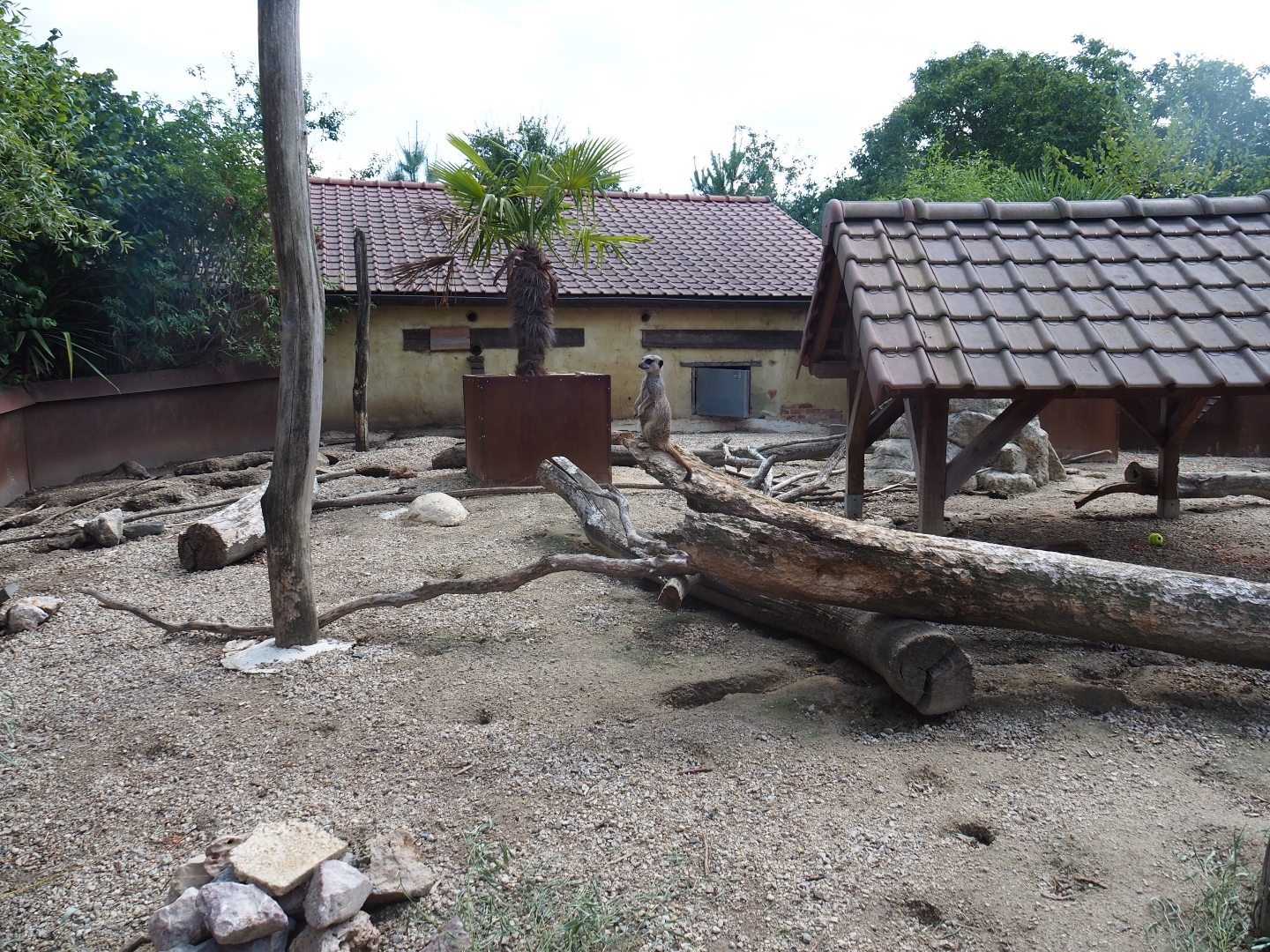 Crested porcupine and meerkat exhibit